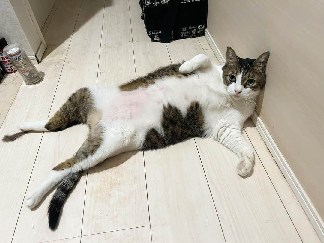 伊藤智博さんのインスタグラム写真 - (伊藤智博Instagram)「どういうつもりなんだろ。  猫と犬アカウント→@llritoneko  #とら丸 #キジシロ #猫 #ネコ #cat #catagram #catstagram #catsofinstagram #ペット #pet #petstagram #petsofinstagram #猫スタグラム #ねこすたぐらむ #🐈 #猫動画 #猫屋敷 #猫のいる暮らし #保護猫」10月5日 19時26分 - itotomohirollr