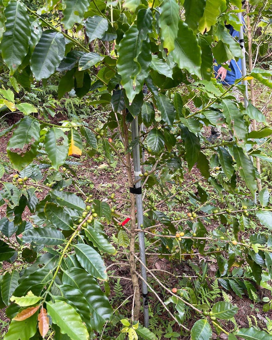 高原直泰さんのインスタグラム写真 - (高原直泰Instagram)「収穫。 少しですが収穫しました。 今年は収穫量増えるかと思いましたが、台風6号の影響はなかなかありますね。 どれくらいの量を取れるかまだわかりませんが、少しでも多く収穫できる事を期待してます。 #沖縄コーヒー  #コーヒーチェリー収穫 #コーヒーのある暮らし  #沖縄コーヒープロジェクト #ネスカフェ  #ネスカフェプラン #csv」10月5日 19時26分 - takahara.osv