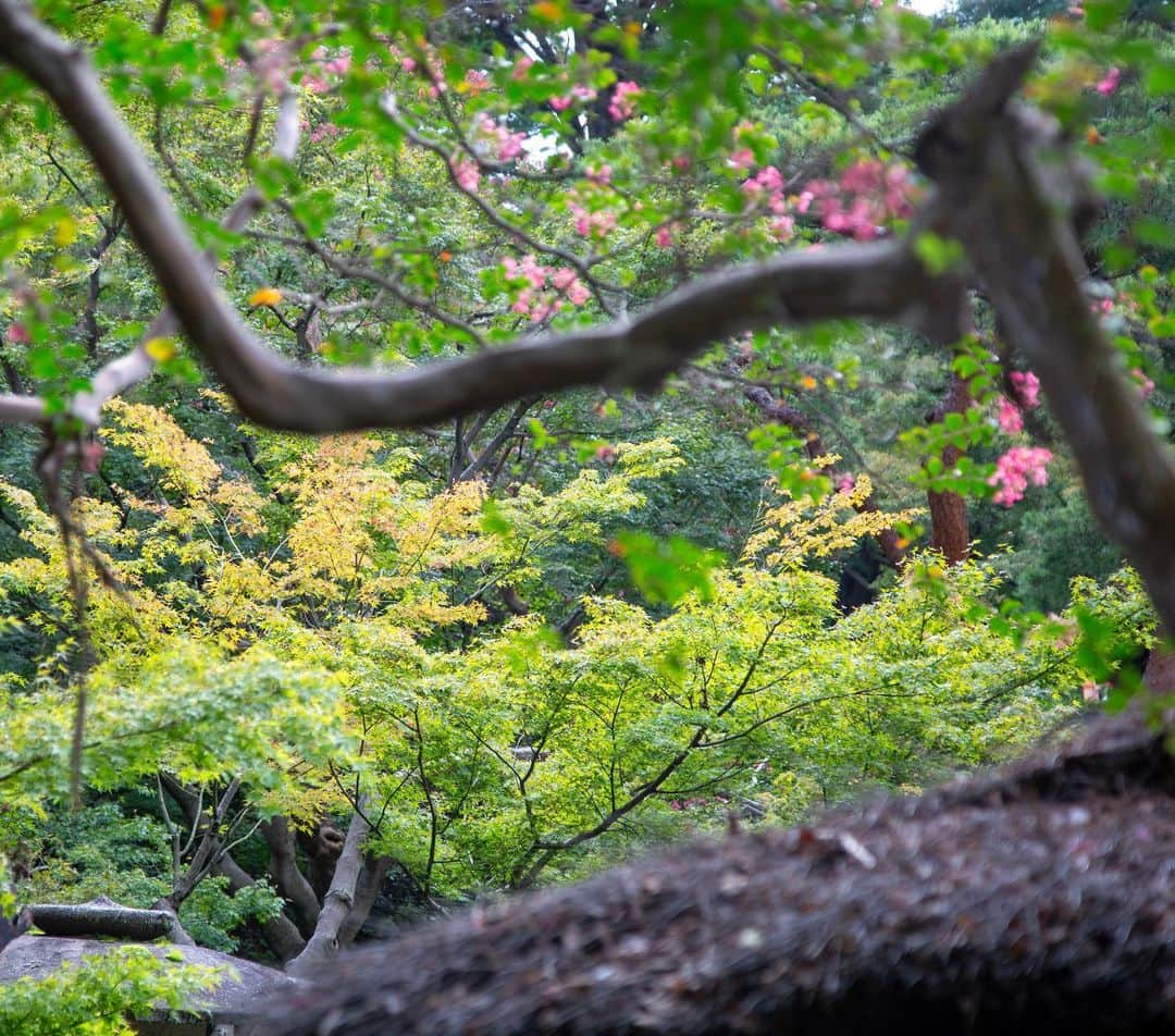 八芳園さんのインスタグラム写真 - (八芳園Instagram)「秋の涼やかさに包まれる十月の日本庭園。 ひつじ雲に覆われた空が反映する水面を、錦鯉が心地良さそうに泳ぎます。  季節の移ろいに合わせて、紅葉もほんのりと薄く色づきはじめました。  🍂🍂🍂  #八芳園 #happoen #結婚式場 #日本庭園 #10月 #神無月  #ひつじ雲 #羊雲 #秋雲 #秋の空 #そらすたぐらむ #空が好き #今日の空  #カメラ部 #写真好きな人と繋がりたい #東京カメラ部 #その瞬間に物語を #風景写真  #japanesegarden #japan_of_insta #jp_views #special_spot #tokyo #japan_daytime_view #ig_jp #japanoinsta #japantravel #tokyotrip #reflection #リフレクション」10月5日 19時28分 - happoen