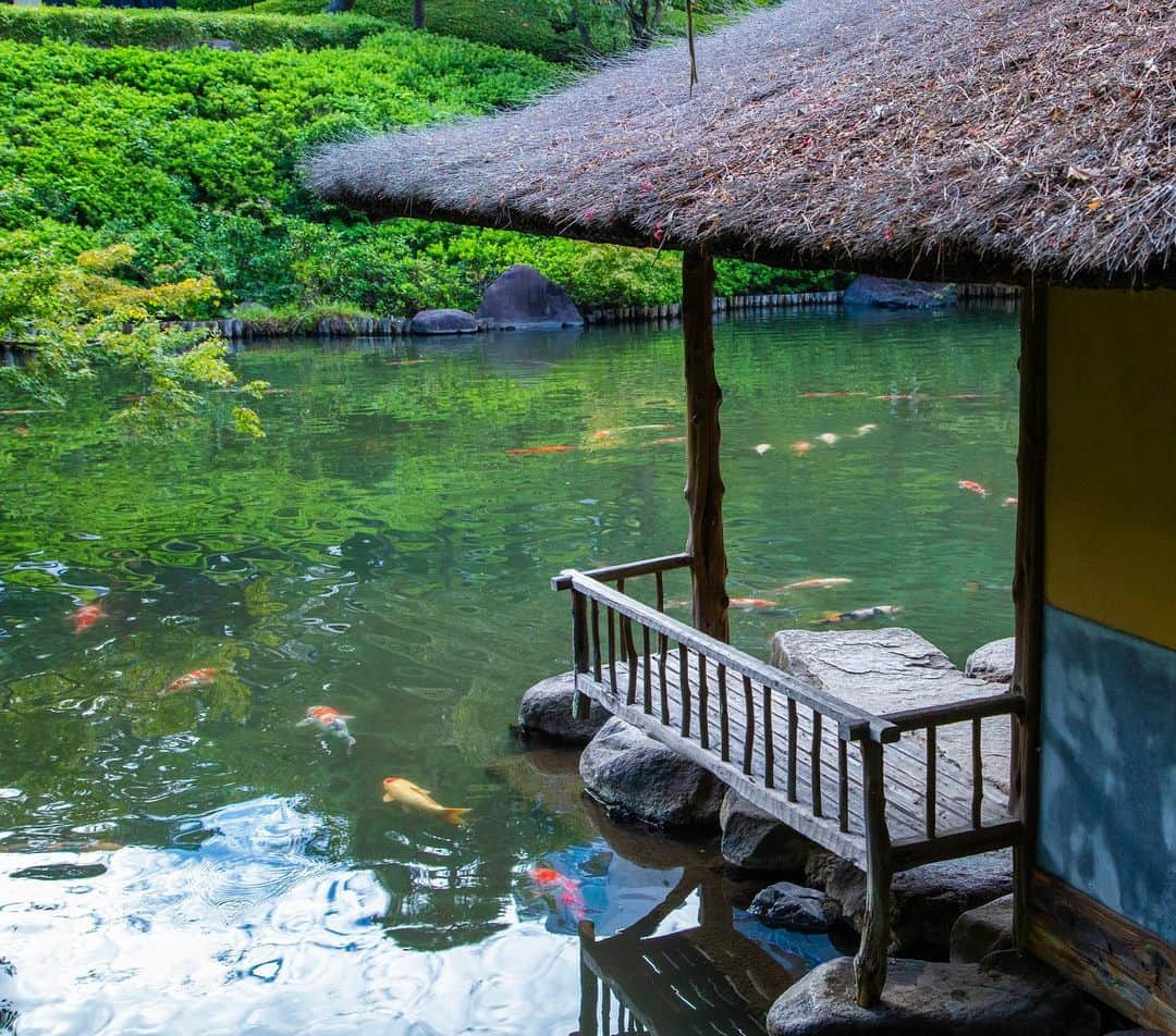 八芳園さんのインスタグラム写真 - (八芳園Instagram)「秋の涼やかさに包まれる十月の日本庭園。 ひつじ雲に覆われた空が反映する水面を、錦鯉が心地良さそうに泳ぎます。  季節の移ろいに合わせて、紅葉もほんのりと薄く色づきはじめました。  🍂🍂🍂  #八芳園 #happoen #結婚式場 #日本庭園 #10月 #神無月  #ひつじ雲 #羊雲 #秋雲 #秋の空 #そらすたぐらむ #空が好き #今日の空  #カメラ部 #写真好きな人と繋がりたい #東京カメラ部 #その瞬間に物語を #風景写真  #japanesegarden #japan_of_insta #jp_views #special_spot #tokyo #japan_daytime_view #ig_jp #japanoinsta #japantravel #tokyotrip #reflection #リフレクション」10月5日 19時28分 - happoen