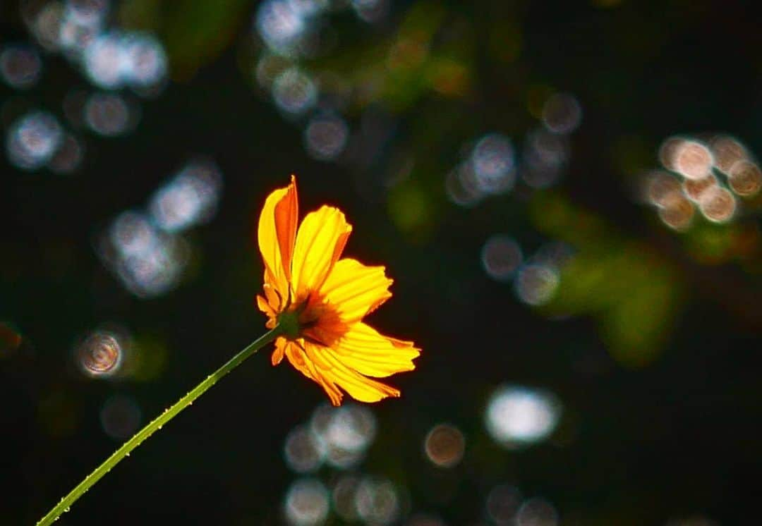 花の写真館さんのインスタグラム写真 - (花の写真館Instagram)「Photo by @hirokohira2067. https://instagram.com/hirokohira2067/ . Original Post[投稿いただいたURL] https://www.instagram.com/p/Cwds5NSSGlT/ . 本アカウントは、 #私の花の写真 をつけてInstagramに投稿された皆さまの花の写真や、「花の写真館」Facebookページで投稿された花の写真を紹介します。 「花の写真館」Facebookページは、「 @floral.photograph 」のプロフィールにあるURLからご覧ください。 . ※各種法令、マナー、関係者の指示に従った撮影をお願いします。 *Please ensure that your photography adheres to all relevant laws, etiquette, and instructions issued by authorized persons. ※本アカウントは東京カメラ部がFacebook、Instagramのサービスを利用して運営しているもので、Meta社・Instagramとは一切関係ありません。 . #花の写真館 #floralphotograph #floralphoto #flower #flowers Follow: @floral.photograph」10月5日 19時30分 - floral.photograph