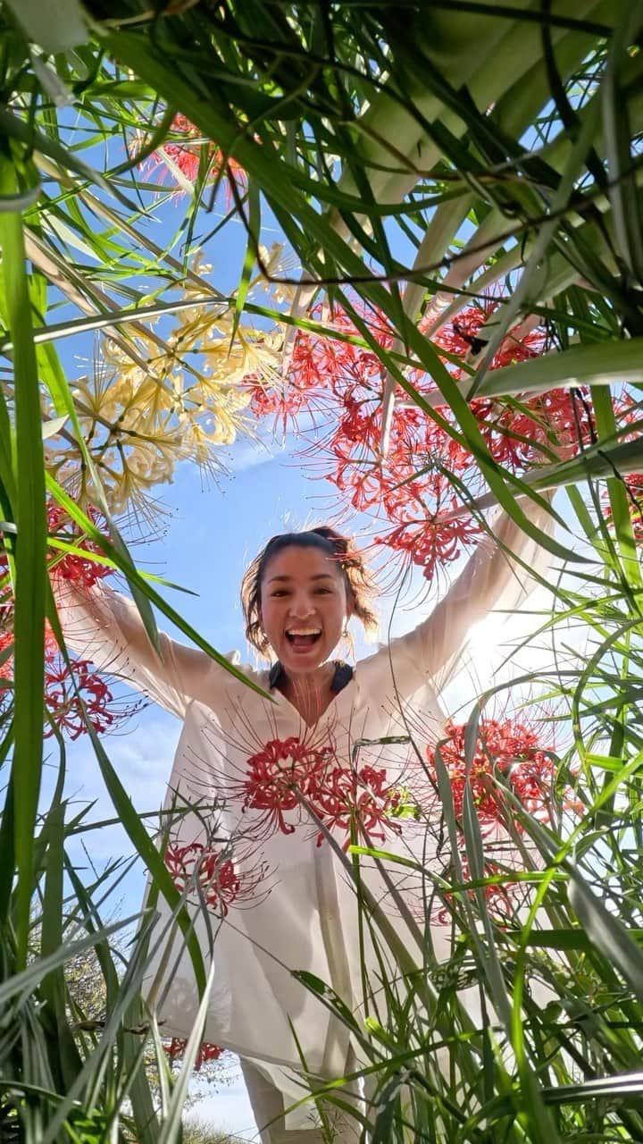 比嘉バービィのインスタグラム：「SUMMER to AUTUMN  🌻🍉 ⇨⇨ 🍁🌰  📹: #GoProHERO12  #goodbysummer #HelloAutumn #夏から秋へ #ヒガンバナ #彼岸花 #曼殊沙華 #autumn #flower #RedSpiderLily #gopro #goprojp #GoProFamily #H122023 #goprogirl #GoProBarby」