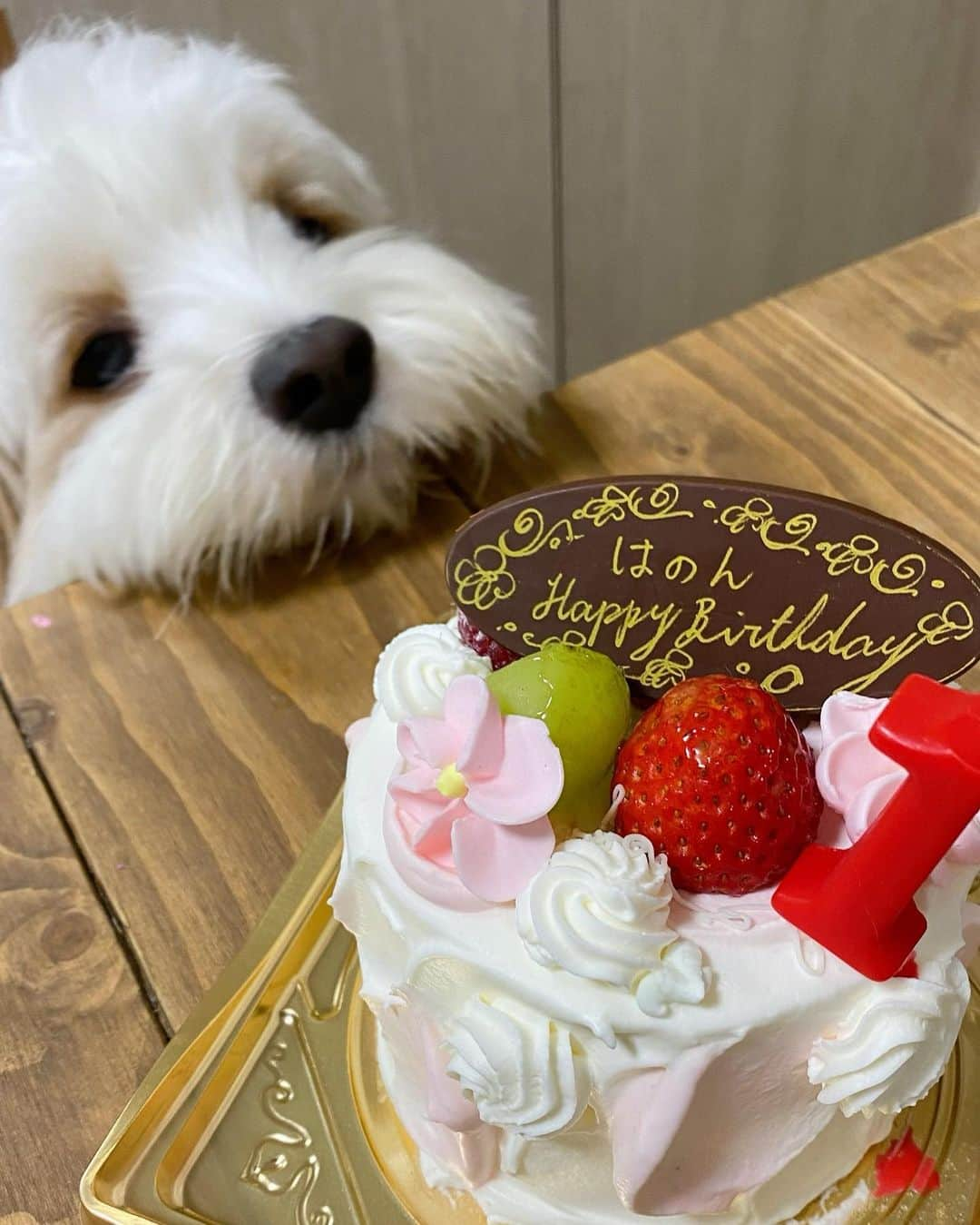 あんちゃんさんのインスタグラム写真 - (あんちゃんInstagram)「オレのケーキ🎂！！！！ いいえ、違います。笑笑  先日妹ちゃんが １歳の誕生日を迎えました👏  じぃじとばぁばも来てくれて 賑やかに過ごしましたよ🩷  「あんちゃんいつもえらいね✨」 「あんちゃん良いお兄ちゃんだね✨」って ばぁばにいっぱい褒めてもらって たーくさん撫でられあんちゃん上機嫌🐶🎶  もう気分は主役。  今日はオレの日。  みんなオレに会いに来てくれて ありがとうのテンション。笑  そんな中 出てきたケーキ🎂  間違いなくオレの。  オレのに違いない。  そう思ってそうな 心の声が聞こえてくる🤣🤣🤣  はじめはテーブルの下にいたのに 隙を見て椅子に飛び乗り テーブルにまで身を乗り出したあんちゃん💨  狙うはオレのケーキ一直線！！！！  テーブル下にいたあんちゃんを撮ってたのに 一瞬にしてあんちゃんが目の前に来て 焦った私。  カメラ回したまま 咄嗟にあんちゃんの顔を手で阻止🤣🖐️  それでも諦めないあんちゃん🐶💨  すごい顔になってて無理🤣🤣🤣 アニメすぎて🤣🤣🤣  （カメラ止めずに 撮り続けてる私もどうなのw）  それにしても わたしの阻止の仕方が雑で 本当申し訳ない🙏笑 あんちゃんごめんね😂💦  あんちゃんにはこのあと ちゃんとおやつをあげて 満足してもらいました🐶🍪❤️  かわいいなぁもぉ😂💕  ちなみにオレが主役モードのあんちゃん 妹ちゃんのプレゼントも オレのものだと思って奪ってました🤣🤣🤣  ジャイアニズム強めなオレ🐶笑  #キャバションあんちゃん  #あんちゃん　#ぬいぐるみ犬 #スヌーピー  #スヌーピー犬 #キャバション　#キャバビション　 #キャバリア #キャバリアキングチャールズスパニエル #ビションフリーゼ　 #犬  #いぬすたぐらむ #犬のいる暮らし  #わんこなしでは生きていけません会 #いぬのきもち  #犬好きな人と繋がりたい #短足部　#比熊犬 #doglove #cavachon #inustagram #puppy  #snoopy #andy #멍스타그램 #개스타그램　#댕스마스」10月5日 20時03分 - anchan_0115_andy