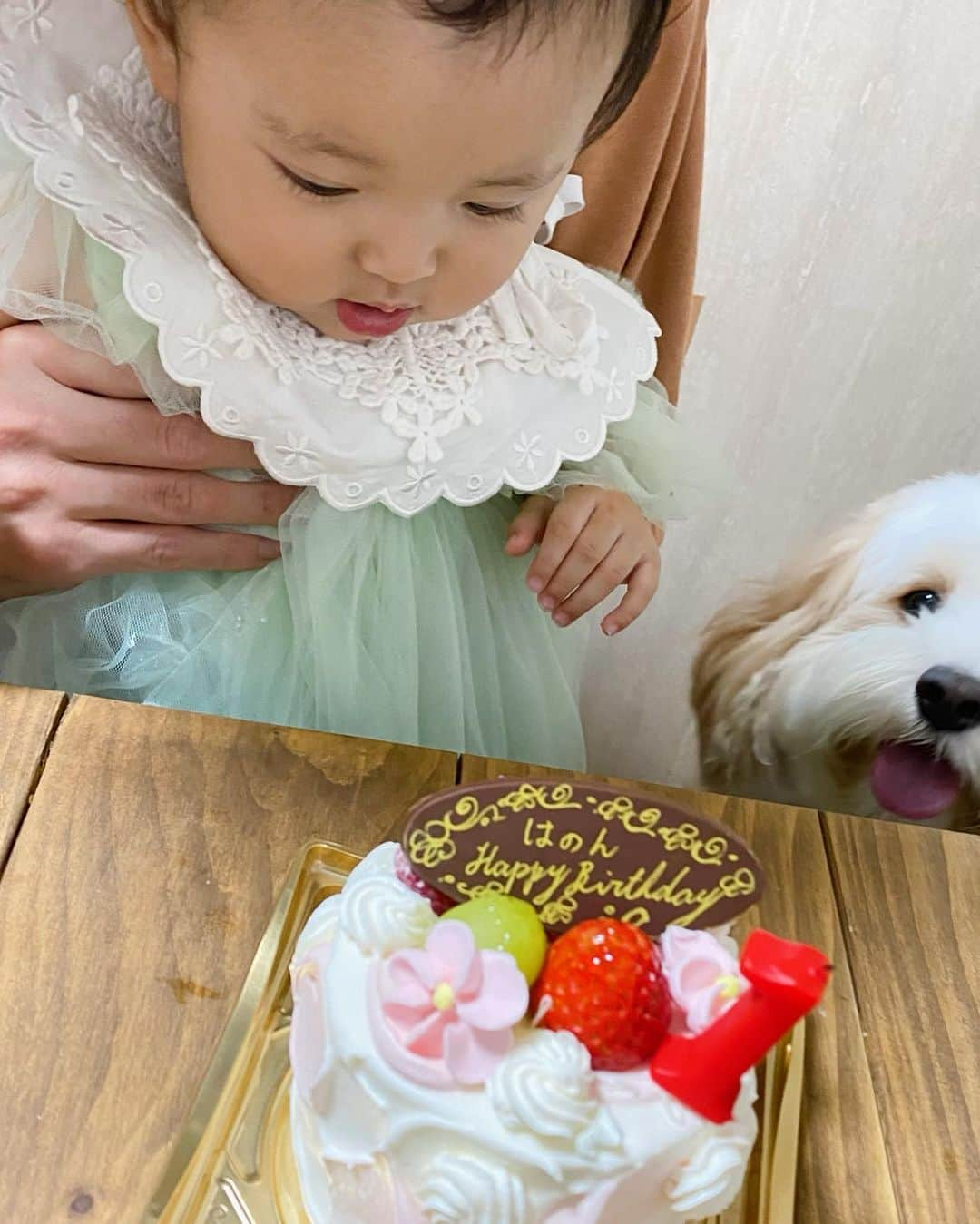 あんちゃんさんのインスタグラム写真 - (あんちゃんInstagram)「オレのケーキ🎂！！！！ いいえ、違います。笑笑  先日妹ちゃんが １歳の誕生日を迎えました👏  じぃじとばぁばも来てくれて 賑やかに過ごしましたよ🩷  「あんちゃんいつもえらいね✨」 「あんちゃん良いお兄ちゃんだね✨」って ばぁばにいっぱい褒めてもらって たーくさん撫でられあんちゃん上機嫌🐶🎶  もう気分は主役。  今日はオレの日。  みんなオレに会いに来てくれて ありがとうのテンション。笑  そんな中 出てきたケーキ🎂  間違いなくオレの。  オレのに違いない。  そう思ってそうな 心の声が聞こえてくる🤣🤣🤣  はじめはテーブルの下にいたのに 隙を見て椅子に飛び乗り テーブルにまで身を乗り出したあんちゃん💨  狙うはオレのケーキ一直線！！！！  テーブル下にいたあんちゃんを撮ってたのに 一瞬にしてあんちゃんが目の前に来て 焦った私。  カメラ回したまま 咄嗟にあんちゃんの顔を手で阻止🤣🖐️  それでも諦めないあんちゃん🐶💨  すごい顔になってて無理🤣🤣🤣 アニメすぎて🤣🤣🤣  （カメラ止めずに 撮り続けてる私もどうなのw）  それにしても わたしの阻止の仕方が雑で 本当申し訳ない🙏笑 あんちゃんごめんね😂💦  あんちゃんにはこのあと ちゃんとおやつをあげて 満足してもらいました🐶🍪❤️  かわいいなぁもぉ😂💕  ちなみにオレが主役モードのあんちゃん 妹ちゃんのプレゼントも オレのものだと思って奪ってました🤣🤣🤣  ジャイアニズム強めなオレ🐶笑  #キャバションあんちゃん  #あんちゃん　#ぬいぐるみ犬 #スヌーピー  #スヌーピー犬 #キャバション　#キャバビション　 #キャバリア #キャバリアキングチャールズスパニエル #ビションフリーゼ　 #犬  #いぬすたぐらむ #犬のいる暮らし  #わんこなしでは生きていけません会 #いぬのきもち  #犬好きな人と繋がりたい #短足部　#比熊犬 #doglove #cavachon #inustagram #puppy  #snoopy #andy #멍스타그램 #개스타그램　#댕스마스」10月5日 20時03分 - anchan_0115_andy