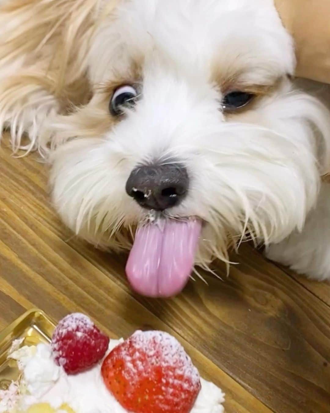 あんちゃんのインスタグラム：「オレのケーキ🎂！！！！ いいえ、違います。笑笑  先日妹ちゃんが １歳の誕生日を迎えました👏  じぃじとばぁばも来てくれて 賑やかに過ごしましたよ🩷  「あんちゃんいつもえらいね✨」 「あんちゃん良いお兄ちゃんだね✨」って ばぁばにいっぱい褒めてもらって たーくさん撫でられあんちゃん上機嫌🐶🎶  もう気分は主役。  今日はオレの日。  みんなオレに会いに来てくれて ありがとうのテンション。笑  そんな中 出てきたケーキ🎂  間違いなくオレの。  オレのに違いない。  そう思ってそうな 心の声が聞こえてくる🤣🤣🤣  はじめはテーブルの下にいたのに 隙を見て椅子に飛び乗り テーブルにまで身を乗り出したあんちゃん💨  狙うはオレのケーキ一直線！！！！  テーブル下にいたあんちゃんを撮ってたのに 一瞬にしてあんちゃんが目の前に来て 焦った私。  カメラ回したまま 咄嗟にあんちゃんの顔を手で阻止🤣🖐️  それでも諦めないあんちゃん🐶💨  すごい顔になってて無理🤣🤣🤣 アニメすぎて🤣🤣🤣  （カメラ止めずに 撮り続けてる私もどうなのw）  それにしても わたしの阻止の仕方が雑で 本当申し訳ない🙏笑 あんちゃんごめんね😂💦  あんちゃんにはこのあと ちゃんとおやつをあげて 満足してもらいました🐶🍪❤️  かわいいなぁもぉ😂💕  ちなみにオレが主役モードのあんちゃん 妹ちゃんのプレゼントも オレのものだと思って奪ってました🤣🤣🤣  ジャイアニズム強めなオレ🐶笑  #キャバションあんちゃん  #あんちゃん　#ぬいぐるみ犬 #スヌーピー  #スヌーピー犬 #キャバション　#キャバビション　 #キャバリア #キャバリアキングチャールズスパニエル #ビションフリーゼ　 #犬  #いぬすたぐらむ #犬のいる暮らし  #わんこなしでは生きていけません会 #いぬのきもち  #犬好きな人と繋がりたい #短足部　#比熊犬 #doglove #cavachon #inustagram #puppy  #snoopy #andy #멍스타그램 #개스타그램　#댕스마스」