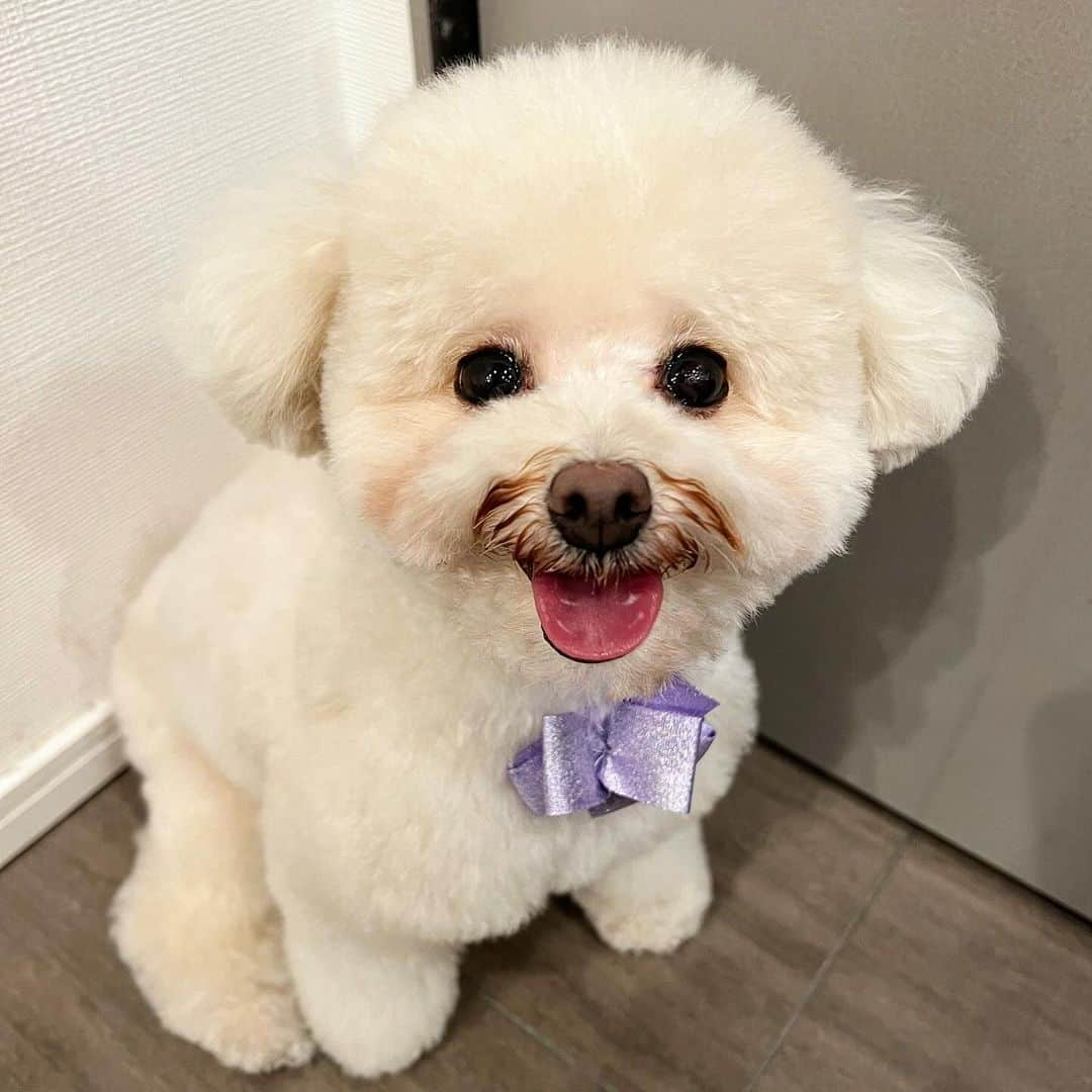 三谷紬のインスタグラム：「🐩💜 トリミングに連れて行きました。 ちょっとうちの足袋氏、 可愛すぎやしませんか🤦🏻‍♀️🫶 笑顔も、真顔も、変顔も、 全部全部キュルキュルで愛おしい🥰 帰宅するとこの可愛すぎる生物が家にいるだけで 日々の疲れや嫌なことを忘れます🫠 * #愛犬#いぬ#いぬすたぐらむ#dog#doglover#dogsofinstagram#トリミング#trimming#犬#笑顔#真顔#変顔#きゅるきゅる#目#👀#今月 は#紫#リボン#ティーカッププードル#poodle#もふもふ #プードル#足袋#三谷足袋」