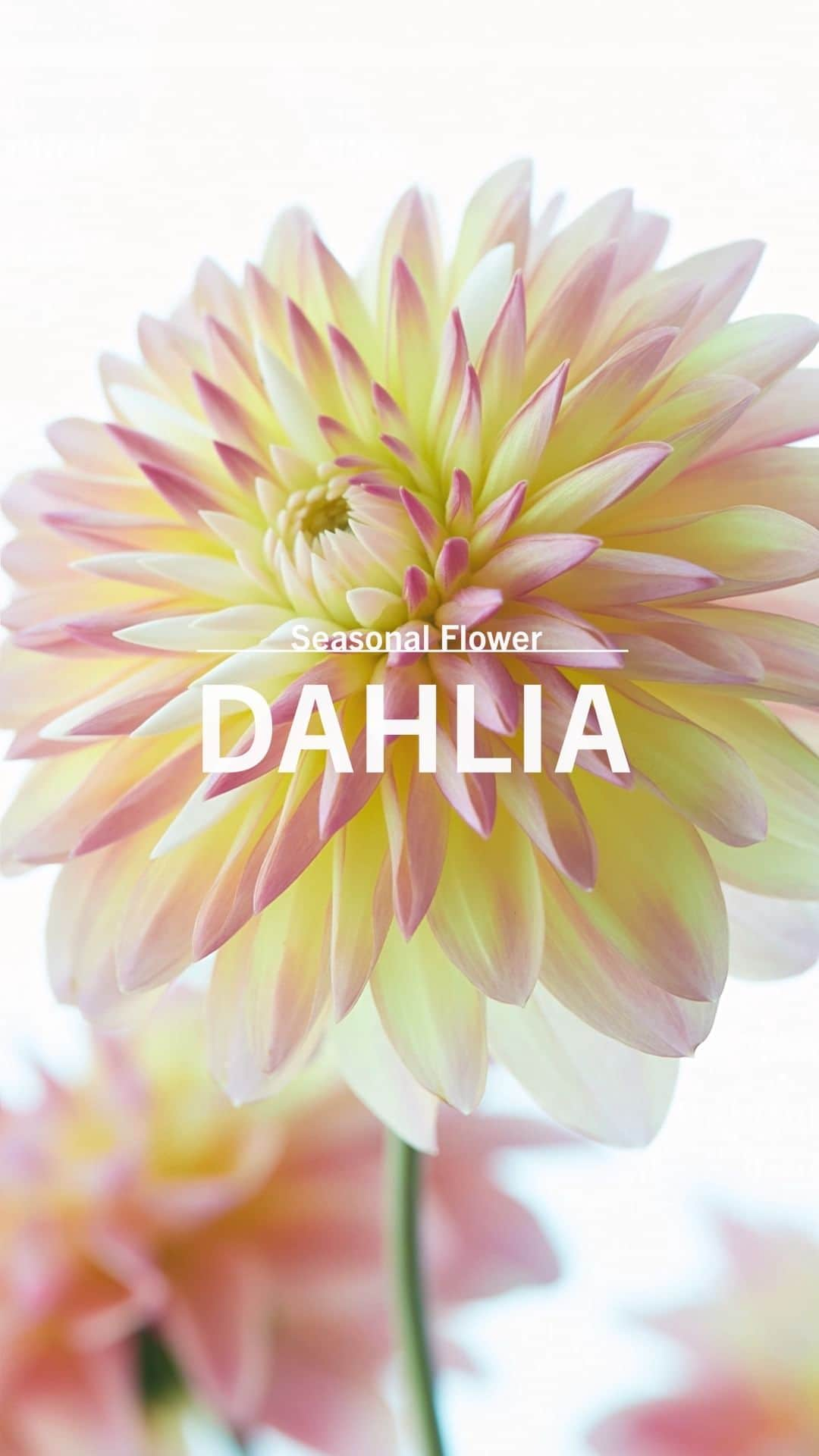 青山フラワーマーケットのインスタグラム：「DAHLIA ダリア  花びら一枚一枚まで 繊細でありながら 生命力に溢れるダリア。  花言葉の#華麗  #気品 #優雅 をそのまま現すかのような 艶やかで優美な咲き姿。  花の裏側まで美しく その存在感に圧倒されます。  鮮やかな色合いから 純度の高い白、 グラデーションカラーなど 色も種類も豊富なのも ダリアの魅力です。  品格のあるダリアの世界を どうぞお楽しみください。  #ダリア #秋の花 #旬の花 #旬 #秋 #花のある暮らし #花のある日常 #花を楽しむ #花　#青山フラワーマーケット #aoyamaflowermarket 　#Dahlia #ダリア祭り #青山ダリア祭り」