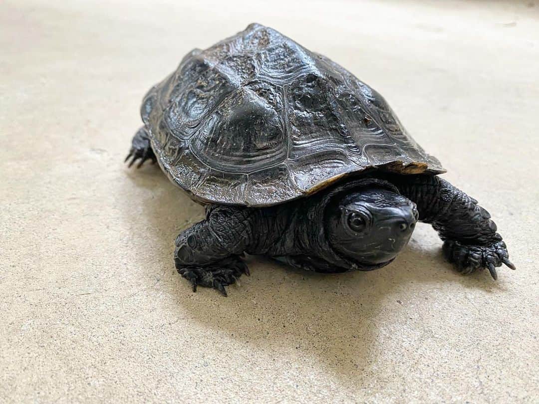 相原コージのインスタグラム：「#かめ  #tortoise」
