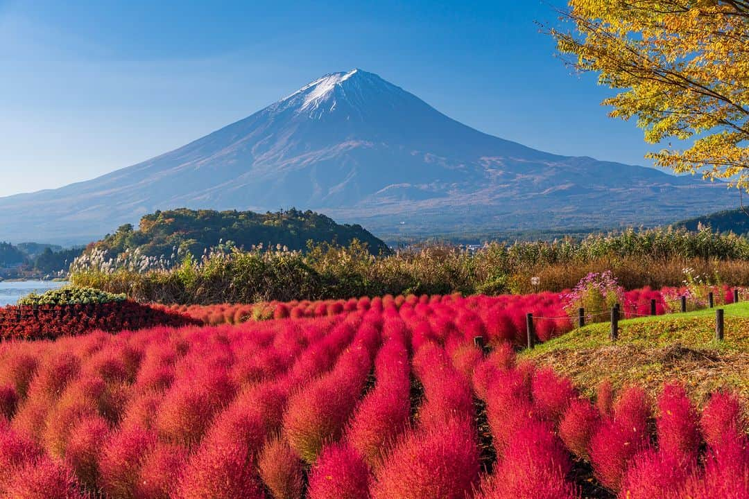 旅行比較サイト・トラベルコ 理想の旅を、いちばん安く。のインスタグラム：「#大石公園 / 山梨  富士河口湖町にある大石公園では、秋になると緑色のコキアが赤色に染め上がり、美しい景色が見られます。  例年の見頃は10月中旬から下旬で、背景には湖と富士山の景色が広がります🗻🍁  富士山の見えるカフェなどもあるので、のんびり過ごすのもおすすめ🙆  ━━━━━━━━━━━ 📍 #大石公園 （山梨県富士河口湖町） ━━━━━━━━━━━ 大石公園の詳しいスポット情報はこちら👇 https://www.tour.ne.jp/j_spot/127906/  Photo: PIXTA  ********** あなたが旅先で出合った素敵な風景に #トラベルコ または #travelko をつけて投稿してみてください📷 こちらのアカウントで紹介させていただくかも！  投稿を見て「行きたい！」と思ったら保存でクリップ。 フォロー＆いいねもお願いします🌟  ********** 国内海外1500以上の旅行サイトをまとめて比較！ 旅行の最安値を探すなら「トラベルコ」  プロフィール欄のURLから早速検索🔍 @travelko_official  #富士山 #河口湖 #富士河口湖 #富士河口湖町 #kawaguchiko #山梨 #山梨県 #山梨旅行 #山梨観光 #国内旅行 #日本の絶景 #japantrip #japantravel #絶景 #フォトジェニック #ファインダー越しの私の世界 #誰かに見せたい景色 #旅行好きな人と繋がりたい #写真好きな人と繋がりたい #女子旅 #一人旅 #旅行好き #旅 #旅行 #観光 #trip #travelko #トラベルコ」