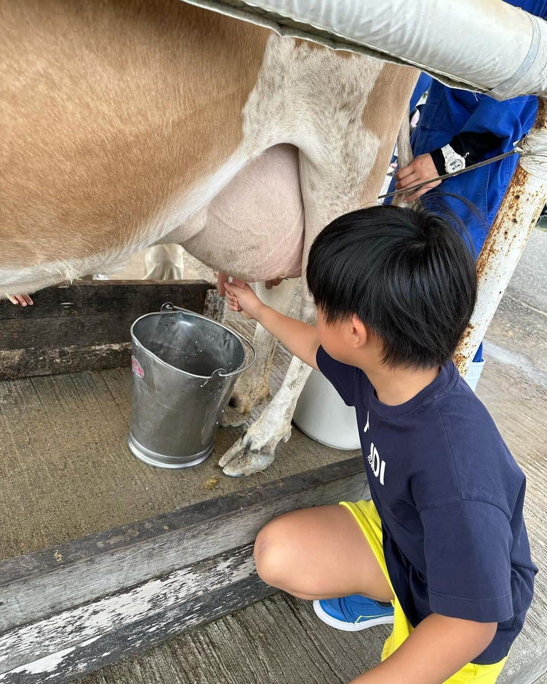 桜井裕美さんのインスタグラム写真 - (桜井裕美Instagram)「久しぶりの牧場🎶次男リクエストで牛の乳搾りがやりたーい✨とのことだったので、マザー牧場へ行って来ました！！ 2人とも、動物に餌をやったり、乳搾り体験をしたりして楽しみましたー💕  #マザー牧場 #乳搾り」10月5日 12時36分 - yumisakurai24