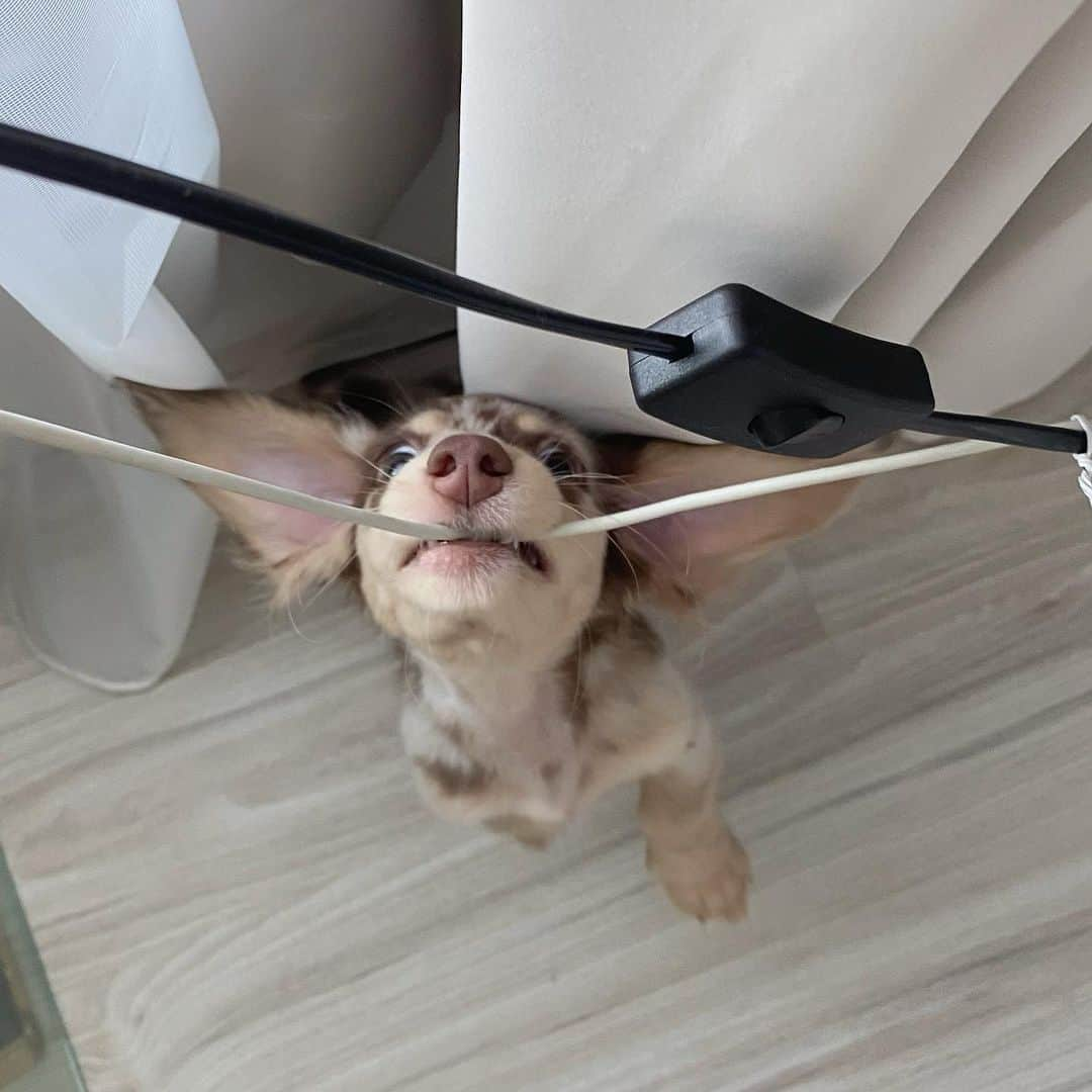 8crapさんのインスタグラム写真 - (8crapInstagram)「Yep, that's me. You're probably wondering how I ended up in this situation - 📷 @sputnikthedox - #barked #dog #doggo #puppy #pupper #Dachshund #DachshundPuppy」10月5日 14時00分 - barked