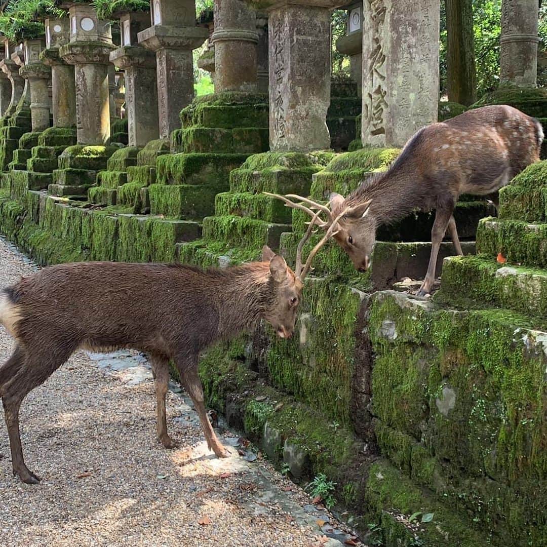タイ航空のインスタグラム