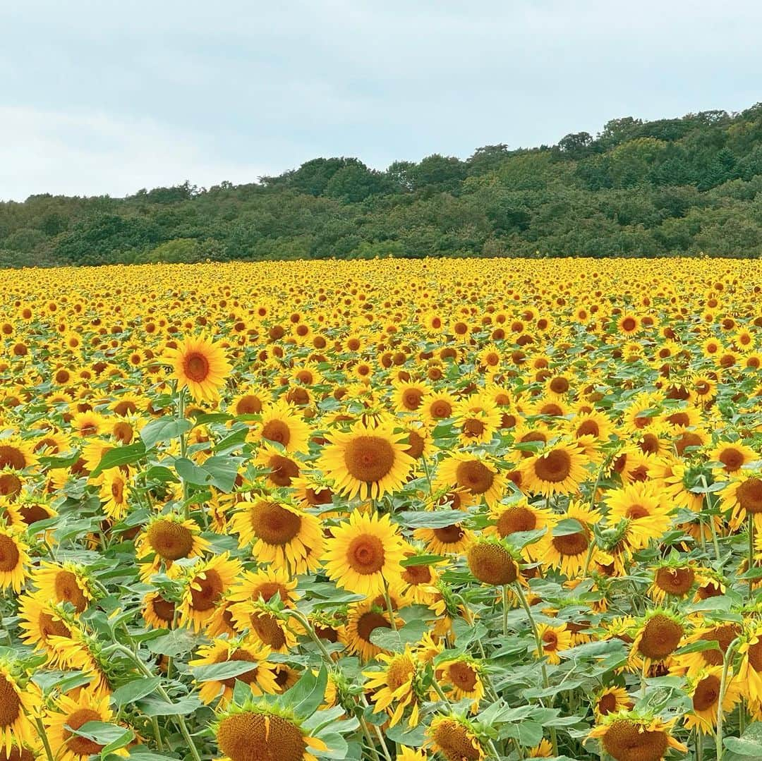 松浦みなみさんのインスタグラム写真 - (松浦みなみInstagram)「🌻 季節外れの向日葵 すごかった🌻  #北海道 #パレットの丘 #北海道旅行  #道産子」10月5日 14時22分 - 373_matsuura