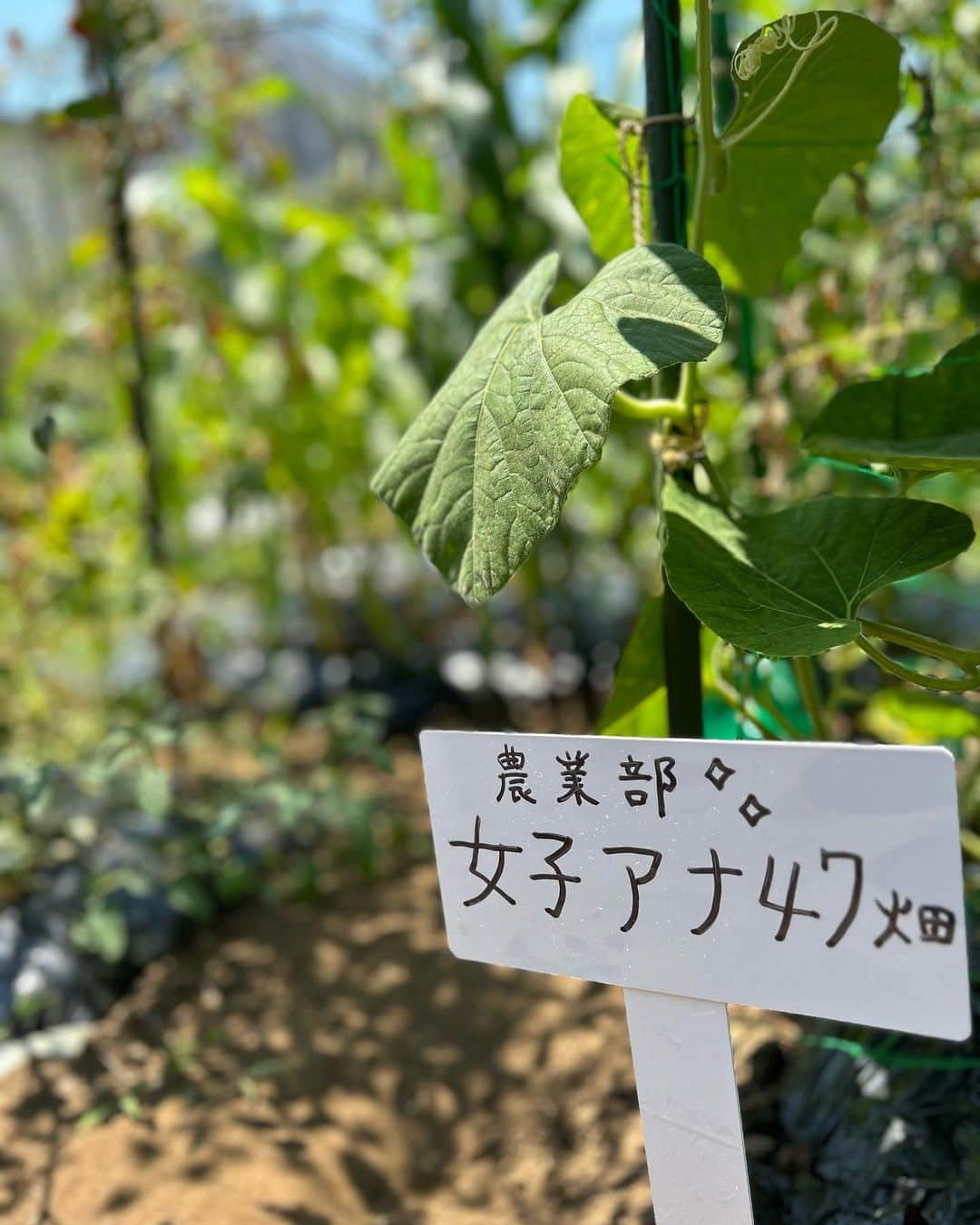 長崎真友子さんのインスタグラム写真 - (長崎真友子Instagram)「畑とともに過ごした夏。 2023年に開墾した私たちの畑。  トマト、とうもろこし、おくら、スイカ、きゅうり、空芯菜、つるむらさきなど育てました。  ちなみに、毎日お水遣りした方がいいものもあり、おうちのお庭では、枝豆やネギ、三つ葉、ゴーヤ、おかひじきを育てました！  お世話は大変だし、根気のいる作業でもあるけど、本当に楽しい💕子どもたちも喜んでいた模様✨  さて、土を休めて肥料を混ぜ、冬の野菜を植えるぞ！女子アナ47畑では、希望するメンバーたちと種植えから収穫まで挑戦しています！🍅🌽✨  子どもたちにとっても本当に良い体験🧑‍🌾  Experience is worth it‼️  Our first summer spent with the fields. We grew tomatoes, corn, okra, watermelon, cucumbers, and purple vines and so on. In my house garden, I grew edamame, green onions, mitsuba, bitter gourd, and hijiki!  I enjoyed a lot with my sons and fields🍅🌽  Now, let the soil rest, mix in fertilizer, and plant winter vegetables!   At our "Announcer field", we are taking on the challenge of everything from seed planting to harvesting with the members who want it!  #女子アナ47 #女子アナ47畑　#女子アナ農業部 #農業　#agriculture #japanesegirl #field #hatake #シェア畑　#東京　#tokyo #アナウンサー　#チアリング　#農業女子 #農業女子プロジェクト #農業好きな人と繋がりたい #農業アナウンサー」10月5日 20時30分 - mayuko_nagasaki