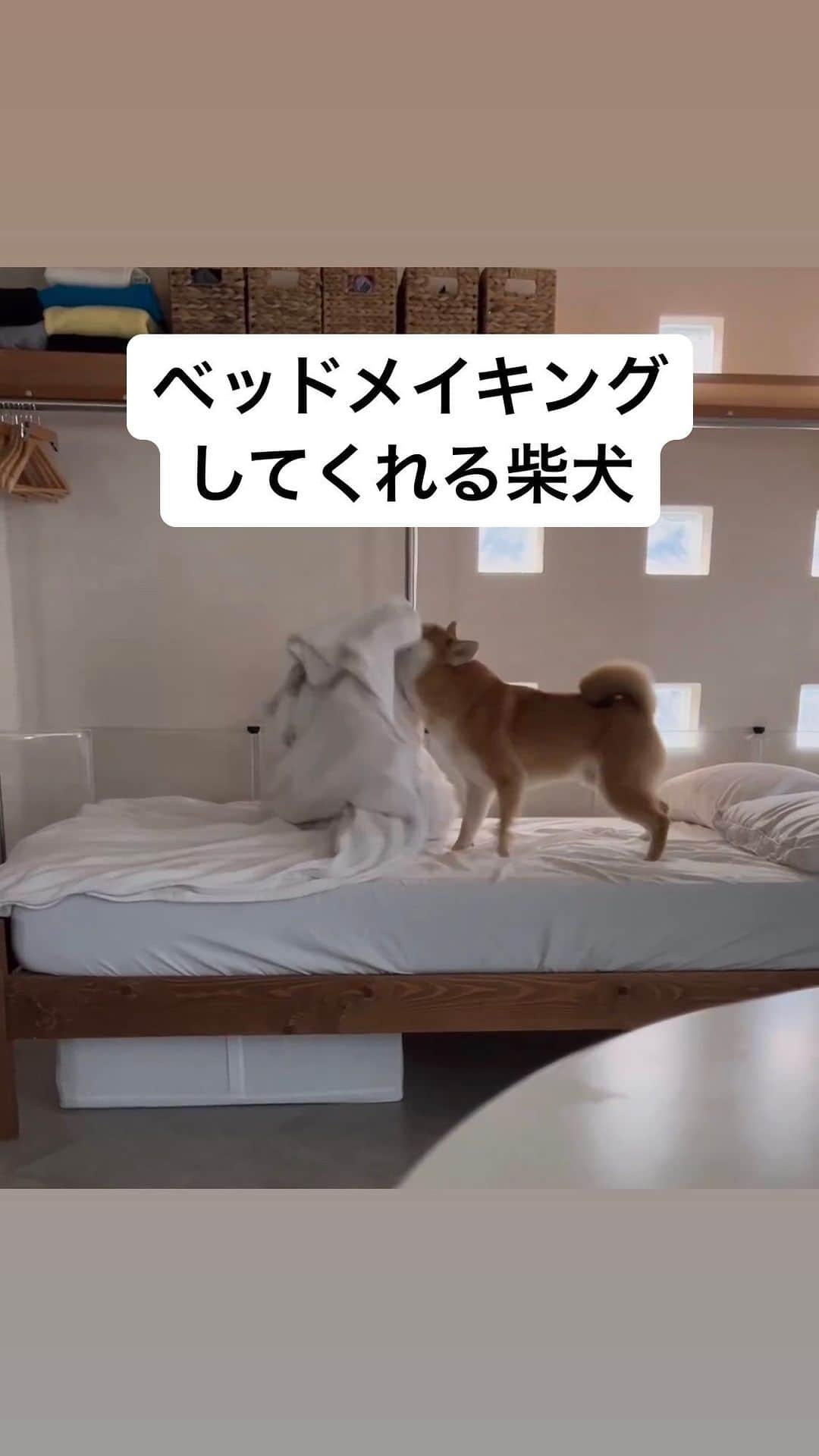 柴スナップのインスタグラム：「🛏️ Make a bed @mameshibakon 新人ホテルマン柴の研修 コンちゃん😂  #姉さん事件です #ホテル柴」