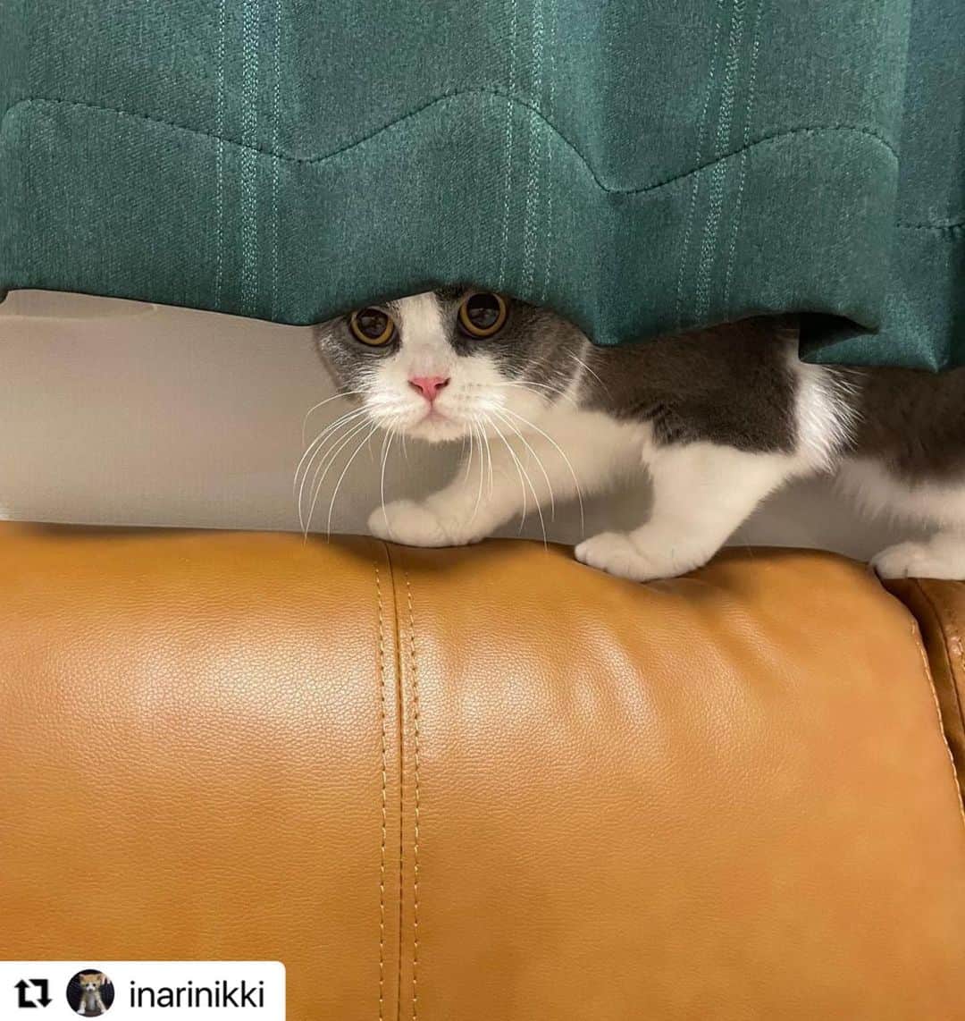 【公式】いぬのきもち・ねこのきもちのインスタグラム：「#Repost @inarinikki さんのおそばちゃん。  「完全に隠れられてるにゃ」  どこにいるんだろぅ〜❓ ぜんぜん、わからないよー😁  ハッシュタグ #いぬのきもち #ねこのきもち に投稿いただいた可愛い写真をご紹介しています！ 「いぬのきもちWEB　MAGAZINE」、「ねこのきもちWEB MAGAZINE」でもご紹介させていただくことも！  -------------------  .  #ねこ #猫  #ねこすたぐらむ #ねこのきもち #ねこ好き #ねこと暮らす #ねこ好きさんと繋がりたい #猫好きな人と繋がりたい #猫がいる生活 #猫と暮らす#猫好き #cat #catstagram #catsofinstagram #cats_of_instagram   ⁡」