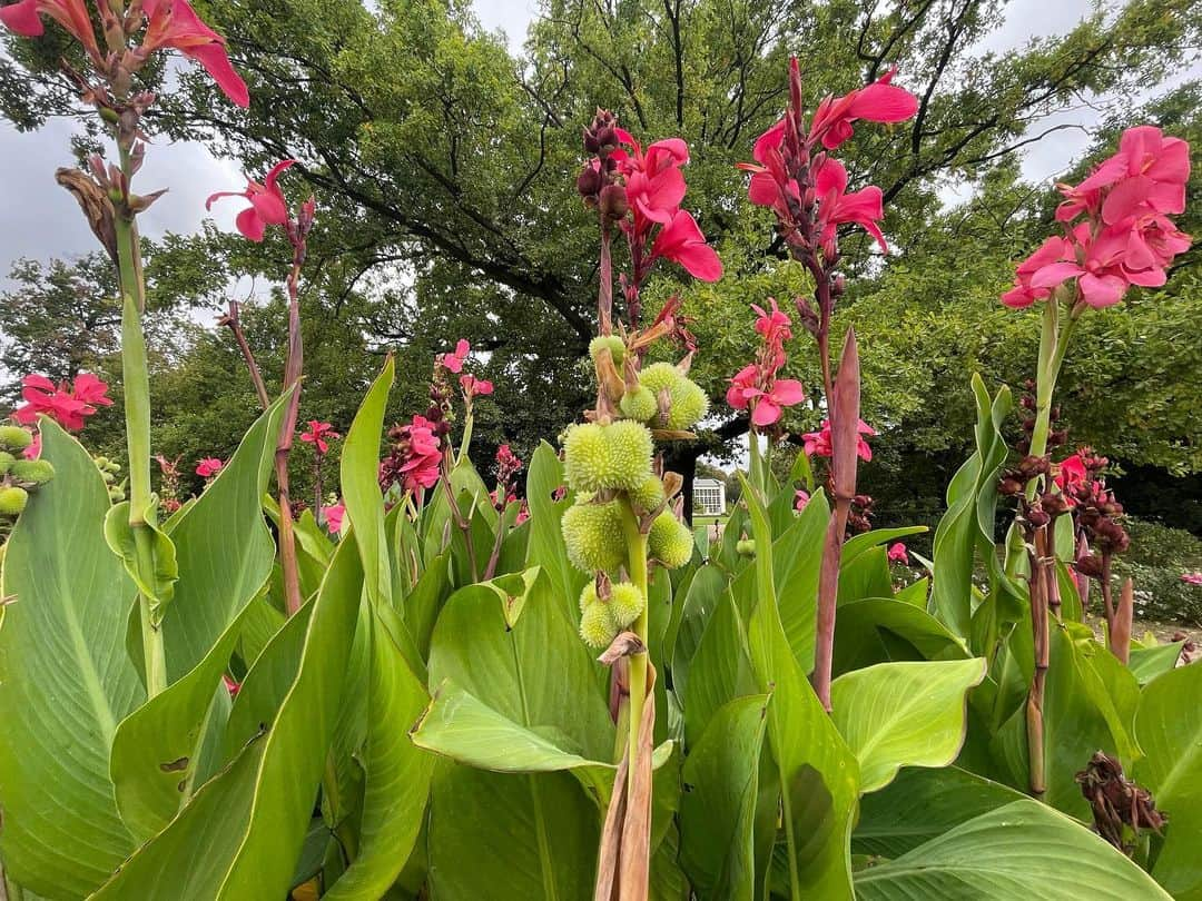 安藤ニコさんのインスタグラム写真 - (安藤ニコInstagram)「łazienki królewskie🪷🌾」10月5日 17時09分 - nico.ando.official