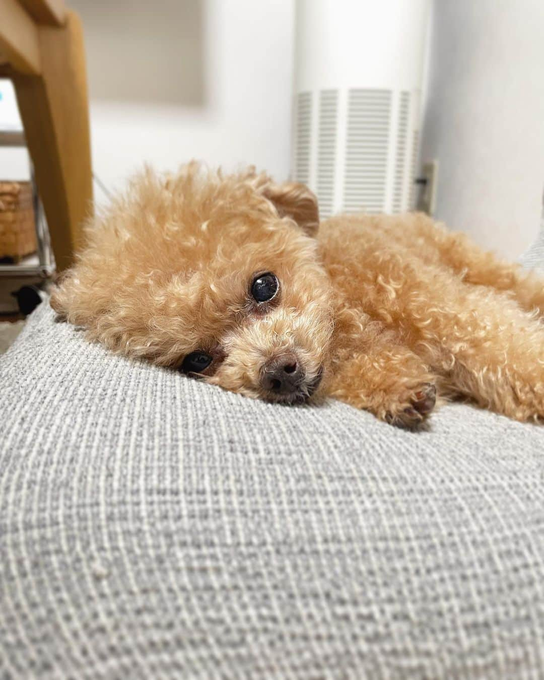 ふわのインスタグラム：「ふわ散歩から帰宅 夜ごはんまで夕寝します。  #toypoodle#toypoodlegram#dogsofinstagram#instadog#doglover#doglife#cutedog#dog#fuwamama#ふわもこのふわ#ふわ#トイプードル#ふわもこ部#犬バカ部#親バカ部#犬のいる暮らし#いぬすたぐらむ」