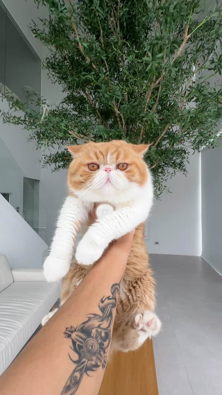 のインスタグラム：「Yoyo Effect 🐯」