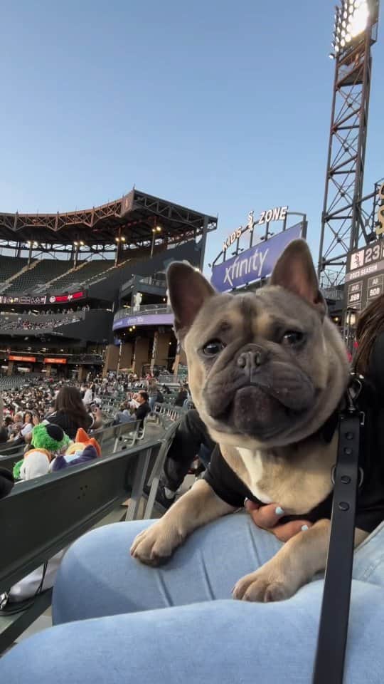 French Bulldogのインスタグラム：「Take me out to the ball game and give me all the chicken tenders they got! @brunovalentinethefrenchi @whitesox  . . . . . .  #frenchie #frenchbulldog #dogsofinstagram #dogs #doglife #doglover #dogloversofinstagram #dogasmr #asmr #cuteanimals #cutedog #mlb #baseball #sport #bet #doginfluencer #dogmodel #reels #dogreels #dogmom #explore #fyp #foodporn #food #foodie #cute」