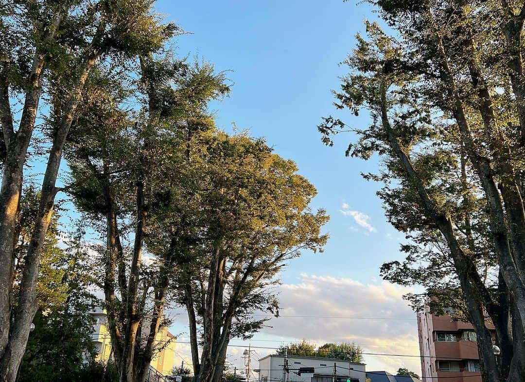 五戸美樹のインスタグラム：「夕陽を浴びる欅。秋らしくなってきましたね。  今日は成蹊大学で授業！『実践 話し方入門』第二回でした🗣️  内容と話し方についての講義を中心に、プレゼンがうまい方とそうでない方のYouTubeを見てもらったり、ペアで意見を出し合ってもらいました。  いつも授業の最後に、感想や質問を書いてもらっているのですが、これを読むのがいつもドキドキ。楽しんでもらえたかな、伝わっているかなと、期待よりも不安のほうが大きいのですが、「具体的ですぐに生かせそう」「プライベートでもやってみようと思った」などなどいただいていて、ほっ😌とした帰り道です🚃  来週はマイナビでセミナー！学生さんぜひご視聴ください！  マイナビ2025WEBセミナー 10/12(木)18時〜19時 https://job.mynavi.jp/conts/2025/tv/article.html?sid=297 ・視聴無料 ・要予約 ・予約締め切りは前日  #スピーチトレーニング」