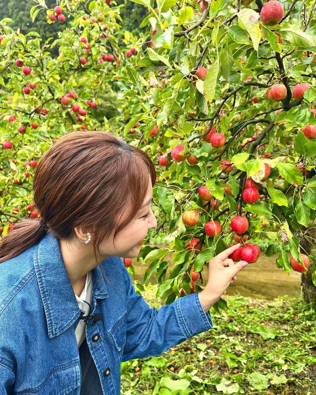 杉原凜のインスタグラム：「茨城県大子町にある豊田りんご園さんにおじゃましました！ 写真1枚目から、ピンポン玉くらい小ぶりでりんご飴にもよく使われる #姫りんご →深みのある赤色の皮が特徴の #秋映 →メロンと同じくらいの糖度がある #ゴールデンメロン です🍎 小学生のとき以来のりんご狩り楽しかった〜！ どれも美味しくてたくさん食べさせていただきました🥹🫶  #ZIP #NOWニッポン #24 #りんご狩り #豊田りんご園   👗#gallest #shoolarue #jouete」