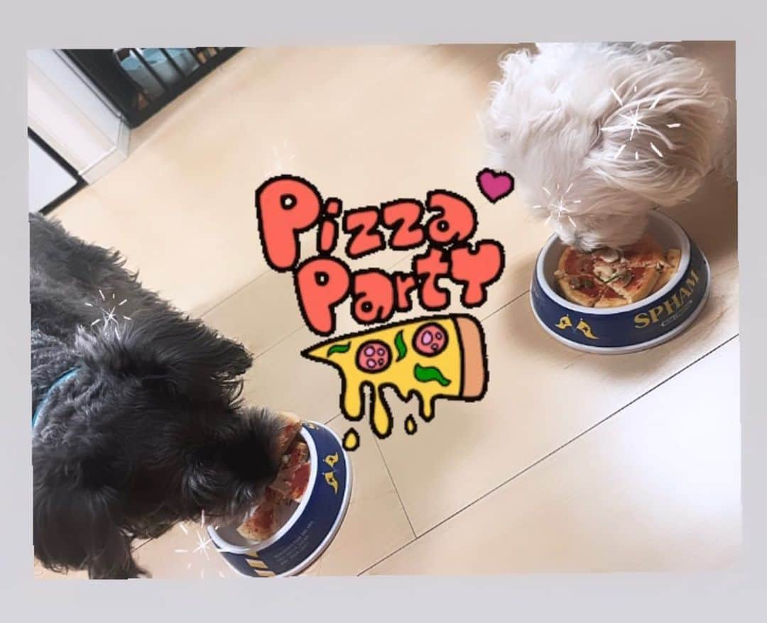 りこぴのインスタグラム：「#人も #ピザ #🍕 #の日 #だったから #ワンコも #ピザにした #ピザーラ #で #テリヤキ #の予定だったから #犬用も #ピザーラテリヤキ #にしたかったけど  #SOUL'd OUT #だった為 #コミフ」