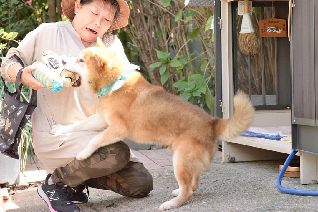 Ryujiのインスタグラム：「🐕ブッチ・限定パッケージキャンペーン🐈 ブッチ800gサイズが、今限定デザインパッケージになってます それを記念したキャンペーンが11/15まで開催中‼️  わんちゃん、ねこちゃんと、限定デザインパッケージが一緒に写ってる写真に #ブッチパケキャン のハッシュタグをつけて、Instagramに投稿してね❗️ 豪華賞品が当たっちゃうかも‼️🎁✨  この機会にぜひブッチを食べてみてね❣️ #ブッチジャパン#キャンペーン#アンバサダー#食わせろ#無添加#ドッグフード#限定パッケージ#食べられる喜び#pancakes#macho#nakedgenetal#ambassador#eateateat#PR」