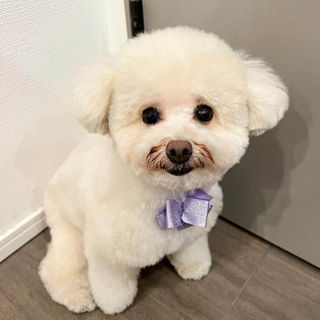 三谷紬さんのインスタグラム写真 - (三谷紬Instagram)「🐩💜 トリミングに連れて行きました。 ちょっとうちの足袋氏、 可愛すぎやしませんか🤦🏻‍♀️🫶 笑顔も、真顔も、変顔も、 全部全部キュルキュルで愛おしい🥰 帰宅するとこの可愛すぎる生物が家にいるだけで 日々の疲れや嫌なことを忘れます🫠 * #愛犬#いぬ#いぬすたぐらむ#dog#doglover#dogsofinstagram#トリミング#trimming#犬#笑顔#真顔#変顔#きゅるきゅる#目#👀#今月 は#紫#リボン#ティーカッププードル#poodle#もふもふ #プードル#足袋#三谷足袋」10月5日 20時10分 - mitani_tsumugi