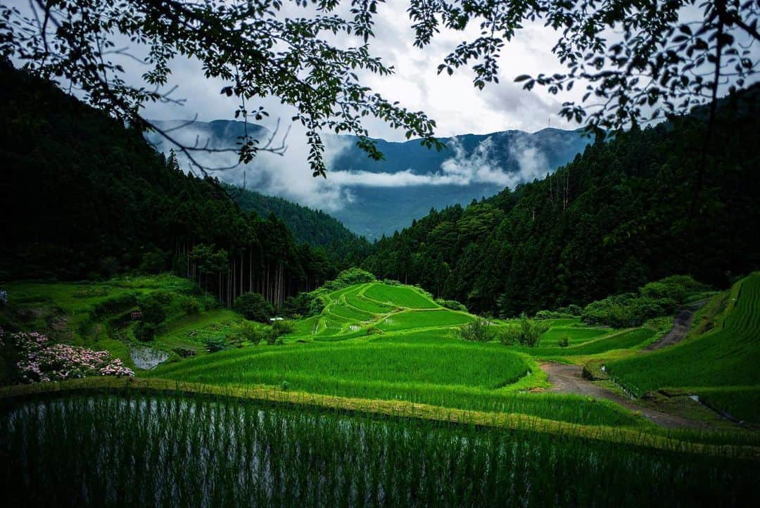 大杉隼平さんのインスタグラム写真 - (大杉隼平Instagram)「【写真展】撮り続けた徳島の写真展がパークハイアット京都で開催されます。  父、大杉漣の故郷であった徳島。「いつか徳島を撮って欲しい」父は生前そう言っていた。伝えたかったありがとうございます。  県の仕事や市町村の仕事、そしてNHK徳島で現在放送している「大杉隼平徳島を撮る」徳島全域を写し、出会った素晴らしい徳島の魅力、生産者の皆さん、職人さん達。いつしかここが自分にとってとても大切な場所となった。そしてその土地の持つ魅力を伝えたいと強く思っています。  ホテル立ち上げ前から撮影をさせて頂いているパークハイアット京都で開催させて頂きます。徳島が誇る素晴らしい食材。  「総料理長 井料剛とKYOTO BISTRO 料理長 平久江裕は大杉氏を通して、様々な生産者たちや職人たちと巡り会いました。そしてそのクラフトマンシップに共鳴し、生産者の顔が見えるだけでなく、お皿の向こうに豊かな自然の中で彼らが営む日々の情景が広がり、彼らの想いやひいては信念を感じていただけるような一皿を作り上げたいと思いを持つにいたりました。本イベントではKYOTO BISTROにて大杉隼平氏がライカのカメラを通して見つめた美しい自然の風景、生産者たちの営み、職人たちの手仕事、そして彼らとのパーク ハイアット 京都のシェフたちとの邂逅を伝統工芸品・阿波和紙にプリントし店内に展示いたします。」  10月7日-10月22日の開催となります。  そして11月東京へ。  #京都 #パークハイアット京都 #kyotobistro #徳島 #写真展 #徳島県 #写真展 #食材 #食 #leica #leicam #leicaphotography #shumpeiohsugi #大杉隼平」10月5日 18時02分 - shumpeiohsugi_photographer