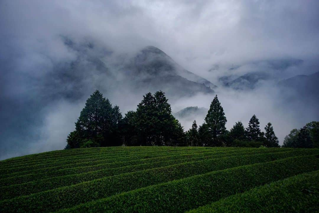 大杉隼平さんのインスタグラム写真 - (大杉隼平Instagram)「【写真展】撮り続けた徳島の写真展がパークハイアット京都で開催されます。  父、大杉漣の故郷であった徳島。「いつか徳島を撮って欲しい」父は生前そう言っていた。伝えたかったありがとうございます。  県の仕事や市町村の仕事、そしてNHK徳島で現在放送している「大杉隼平徳島を撮る」徳島全域を写し、出会った素晴らしい徳島の魅力、生産者の皆さん、職人さん達。いつしかここが自分にとってとても大切な場所となった。そしてその土地の持つ魅力を伝えたいと強く思っています。  ホテル立ち上げ前から撮影をさせて頂いているパークハイアット京都で開催させて頂きます。徳島が誇る素晴らしい食材。  「総料理長 井料剛とKYOTO BISTRO 料理長 平久江裕は大杉氏を通して、様々な生産者たちや職人たちと巡り会いました。そしてそのクラフトマンシップに共鳴し、生産者の顔が見えるだけでなく、お皿の向こうに豊かな自然の中で彼らが営む日々の情景が広がり、彼らの想いやひいては信念を感じていただけるような一皿を作り上げたいと思いを持つにいたりました。本イベントではKYOTO BISTROにて大杉隼平氏がライカのカメラを通して見つめた美しい自然の風景、生産者たちの営み、職人たちの手仕事、そして彼らとのパーク ハイアット 京都のシェフたちとの邂逅を伝統工芸品・阿波和紙にプリントし店内に展示いたします。」  10月7日-10月22日の開催となります。  そして11月東京へ。  #京都 #パークハイアット京都 #kyotobistro #徳島 #写真展 #徳島県 #写真展 #食材 #食 #leica #leicam #leicaphotography #shumpeiohsugi #大杉隼平」10月5日 18時02分 - shumpeiohsugi_photographer