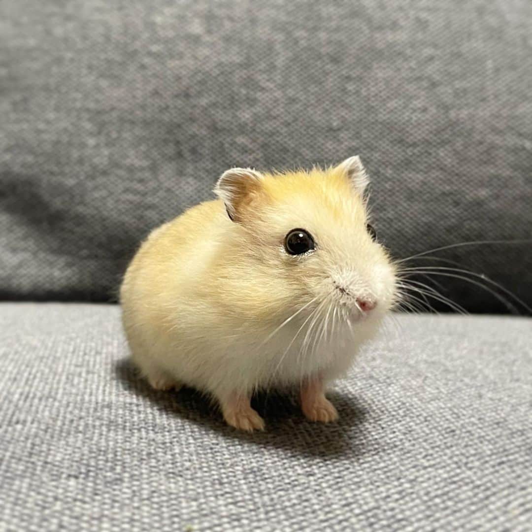 のインスタグラム：「まだ赤ちゃん顔だなぁ🤭🤍  ゆずちゃんお迎え11日目✨️ 毎日抱っこしてるけど、まだ思いっきりガブっとされた事ないよ☺️おてんばだけど優しい子です🍊🫶 2023.10.5 ✼••┈┈••✼••┈┈••✼••┈┈••✼••┈┈••✼  #ハムスターゆず#ハムスター#ジャンガリアンハムスター#ジャンガリアン#ジャンガリアンプディング#プディングジャンガリアン#イエロージャンガリアン#ふわもこ部 #モフモフ#ペット#親バカ部 #hamster#djungarian#hamstagram#hammy#happy_pets#PET_OF_OUR_WORLD#igersjp#ig_japan#instapet#weeklyfluff#kawaii#cute#仓鼠#정글리안#햄스터」