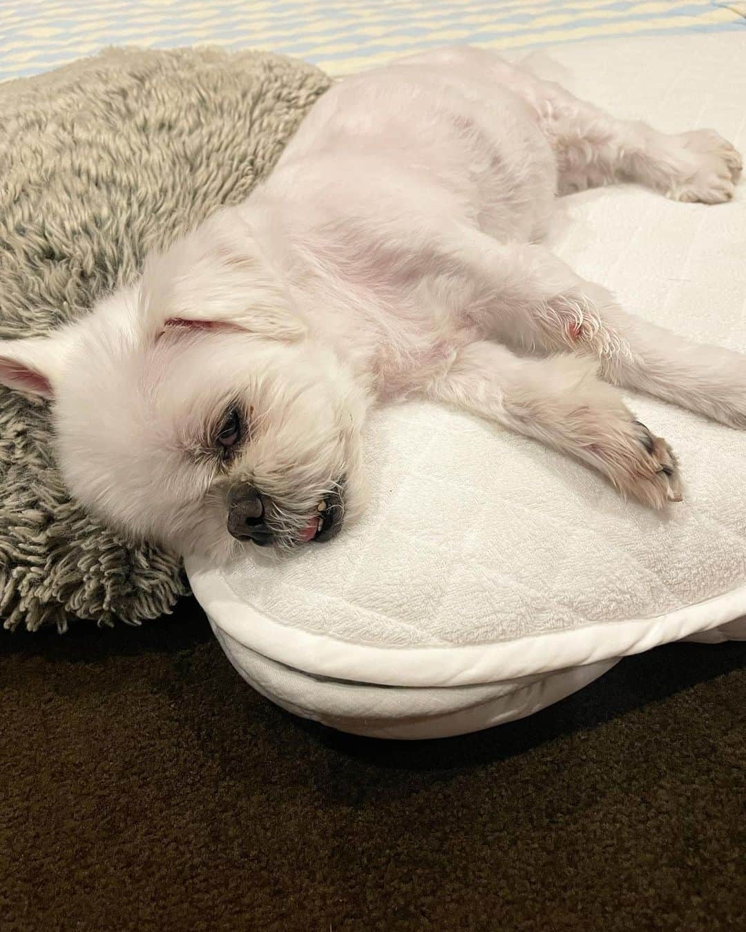 前園真聖さんのインスタグラム写真 - (前園真聖Instagram)「涼しくなってアンジェロもゆっくりとお散歩できるので、お散歩の後はぐっすりと寝ています💤☺️ #アンジェロ #ミックス犬」10月5日 18時30分 - maezono_masakiyo