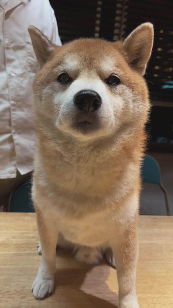EIGHT DESIGNのインスタグラム：「お犬祭インスタライブ！！🐶 イベントは11/3.4.5で行います✨ 事前予約をお忘れなきよう🐶🐶🐶」
