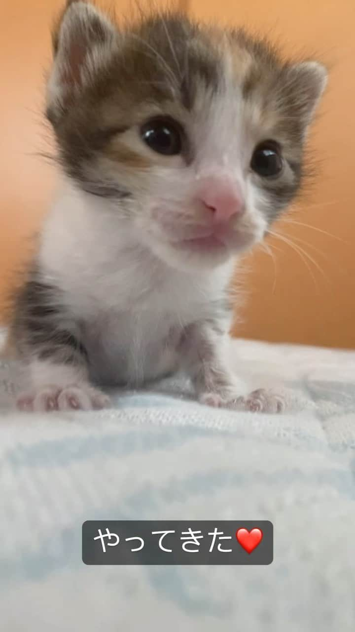 猫カフェきぶん屋のインスタグラム：「何年振りかの三毛猫の乳飲み子がやってきた❤️ 宝塚市内で放っておくと猫が大量に増えてしまいそうな家を発見しそこにいた赤ちゃん💦 えらいこっちゃな現場見つけてしまった〜‼︎  🙏皆様にお願い🙏  いいねだけでなく、右下の保存ボタンを押してもらえると嬉しいです。  すごい勢いでフォロワーさんが増えて、情報が届けやすくなります。  ベジニャンシリーズ食べて応援してください🍛🍜🍝 https://kenkoshukan.stores.jp/  リラポ申請で10%還元中‼︎  https://relapo.jp/products/shop/kaetemiyou  プロフィールのハイライトから進めます‼️   お店のご来店は完全予約制にしておりますのでメッセージかお電話ください😊 兵庫県宝塚市、阪急小林駅より徒歩6分   #猫　#ねこ　#ネコ　#保護猫　#猫動画 #保護猫と暮らす　#保護猫を家族に　#ねこのいる生活　#ねこのいる幸せ　#ねこちゃんホンポ　#ねこすたぐらむ　#にゃんすたぐらむ」