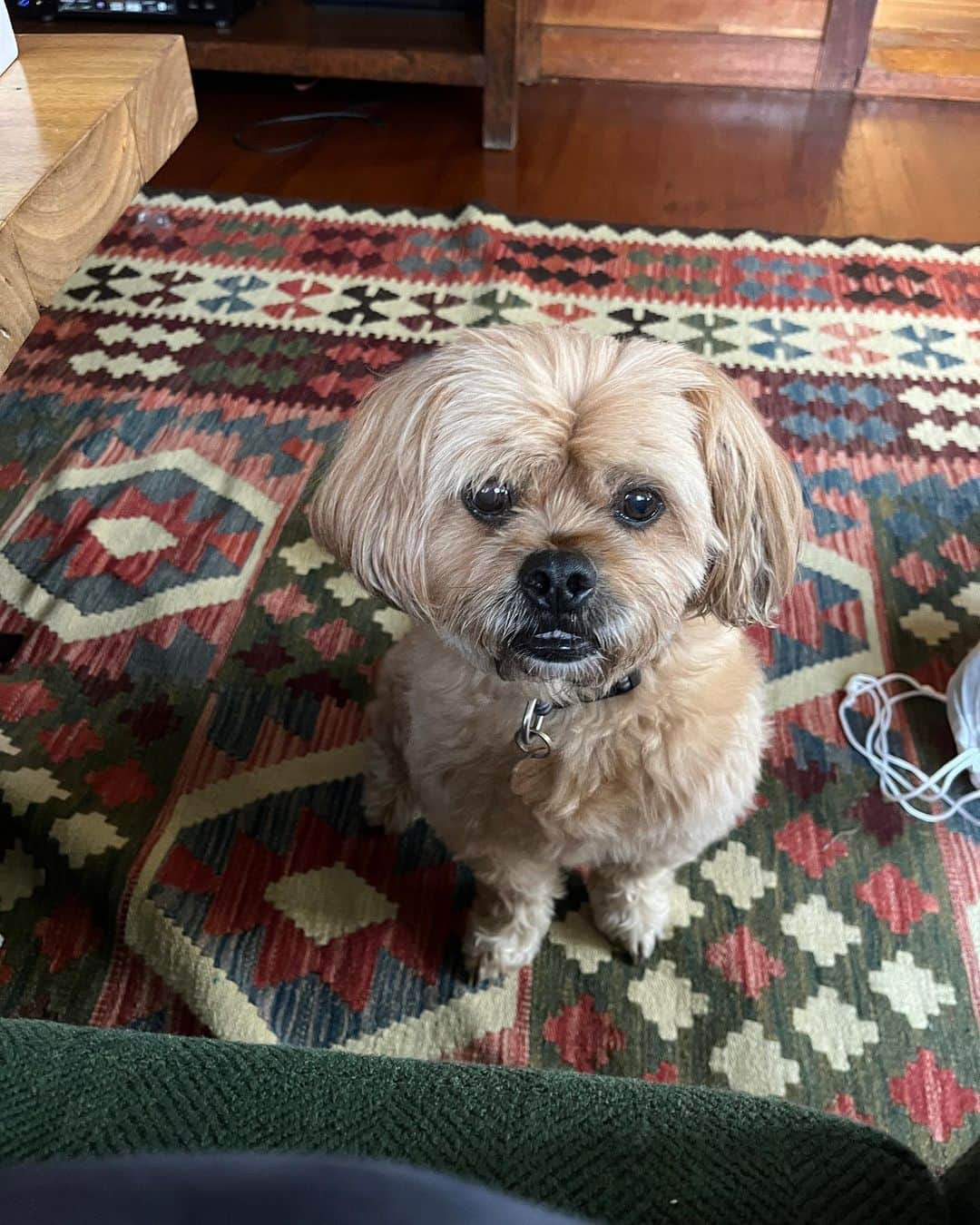 アリソン・ピルのインスタグラム：「I’m a day late celebrating the #adoptaversary of #henrychirpa ! Nine glorious years together after meeting @santedorrescue .  I can’t imagine life without this guy by my side. (Image description: a blonde dog with floppy ears and expressive dark brown eyes on geometric carpet with his lower toofs visible)」