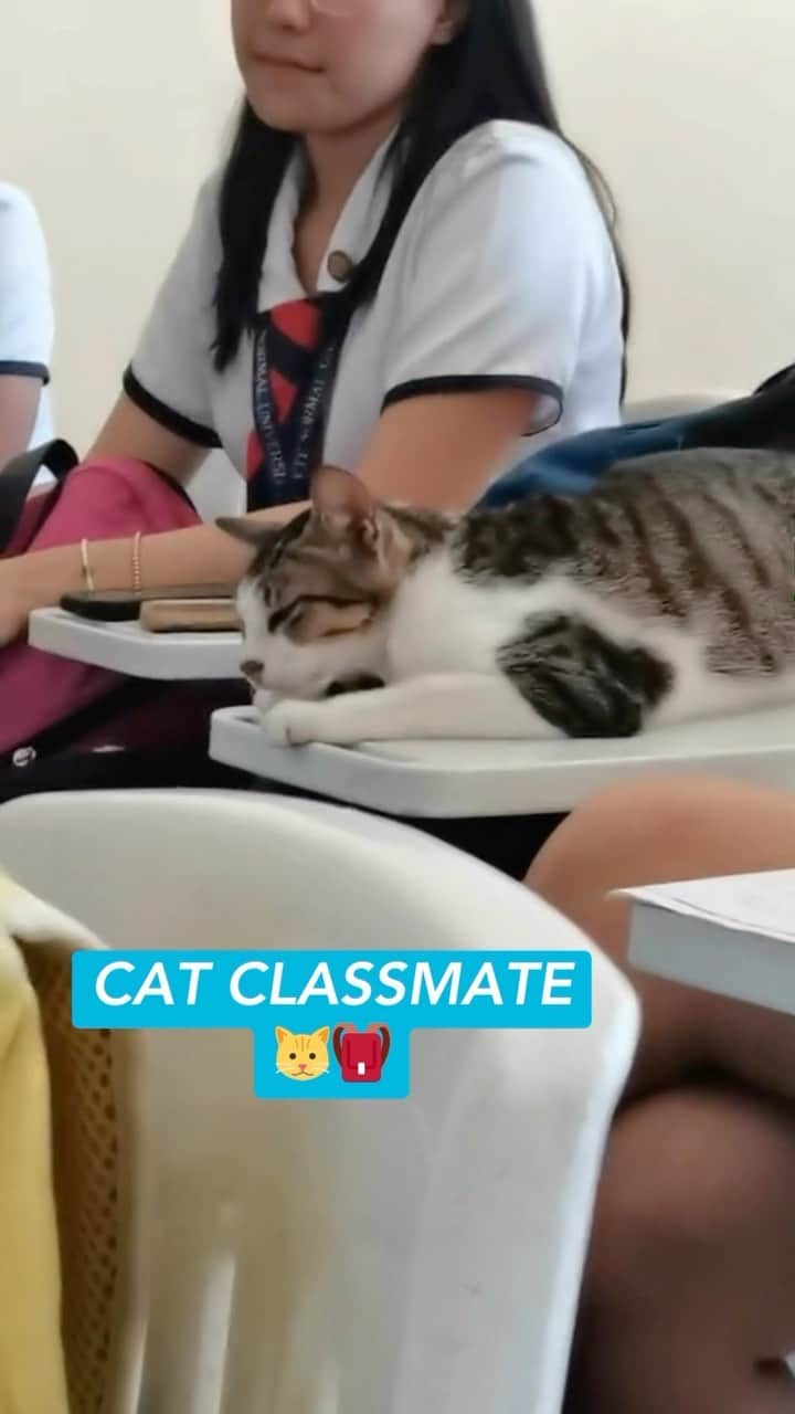 のインスタグラム：「B- in math, A+ in cat naps. 😸🍎  Video courtesy of janathecharmer on TikTok.  #teachers #universitylife #classroomcat #cats #cattok #catnap #freshstep」