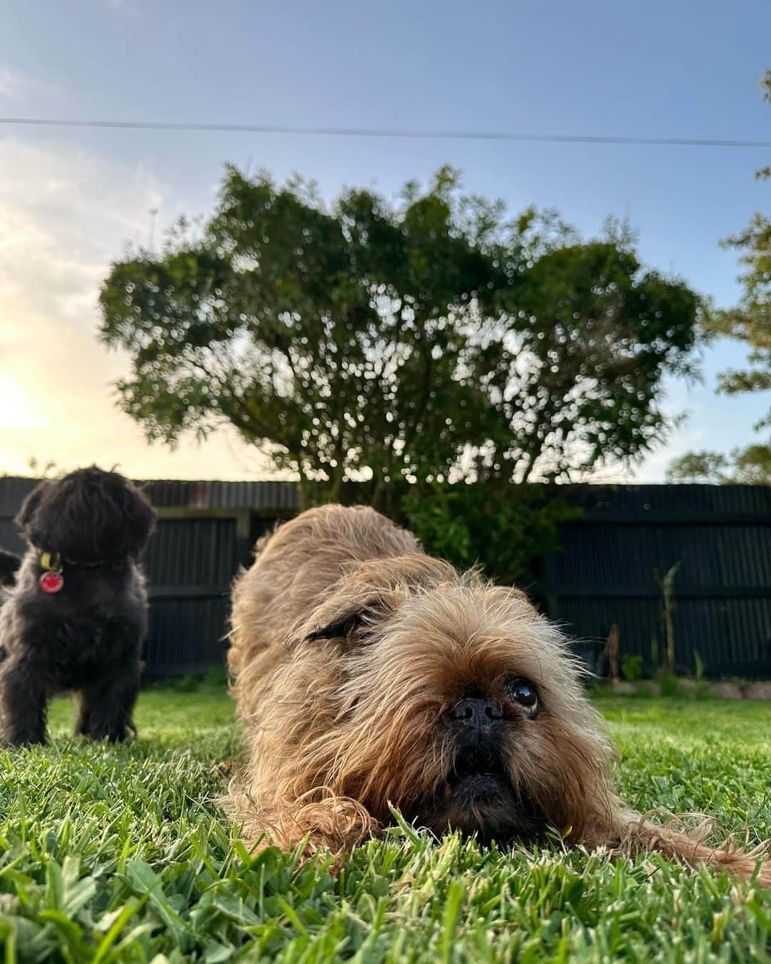 Digby & Aloのインスタグラム：「daylight after dinner can only mean one thing - spring is here 🥰」