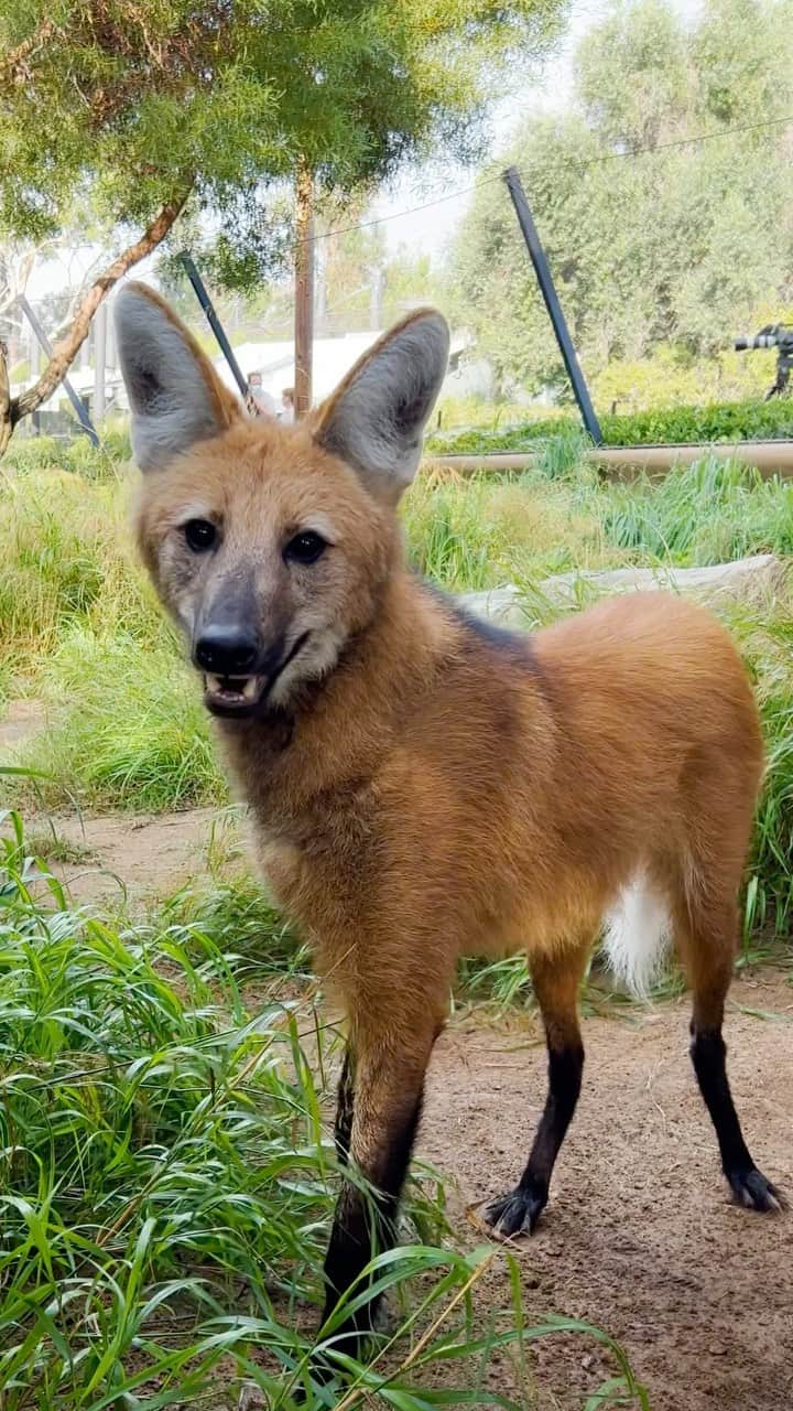 San Diego Zooのインスタグラム：「What the fox?   Big-eared, red-haired, long-legged, the maned wolf is unlike any other canid species—literally. With a very misleading name and appearance, maned wolves look like a red fox on stilts, but they’re actually not related to foxes or wolves at all. They’re the largest canid species in South America, belonging to a genus all its own: Chrysocyon.   #ManedWolfDay #SavingSpecies #Conservation #SanDiegoZoo」