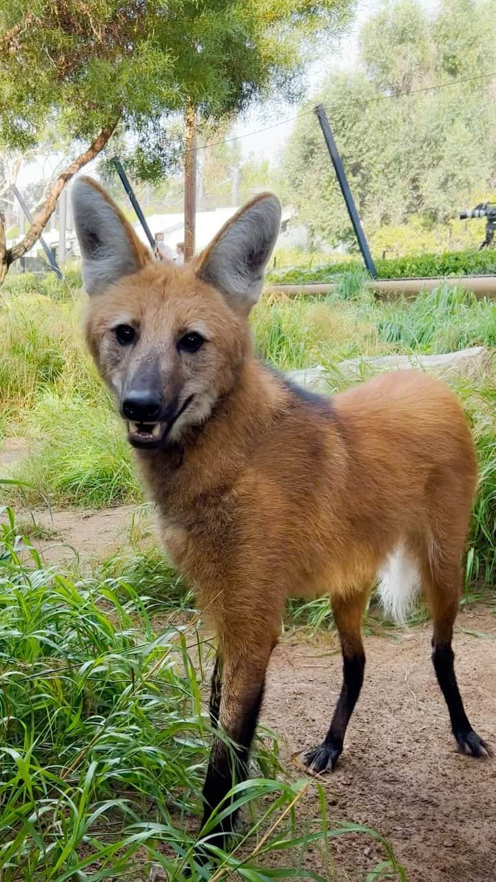 San Diego Zooのインスタグラム