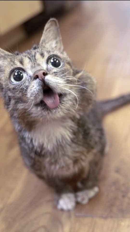 Lil BUBのインスタグラム：「I hope we can all feel as enthusiastic about each and every day as BUB felt about each and every meal.   No one has ever loved anything as much as BUB loved eating. Despite her bone condition, her limited mobility, her jaw infection, and her tiny 3 pound body, she would sprint full-speed ahead towards the sound of a food can cracking open, dive in head-first and devour her food as if she hadn’t eaten in months, twice every day of her life, including the night before her departure.   BUB was a magnificent force of nature in every single way and one of the most miraculous examples of life.」