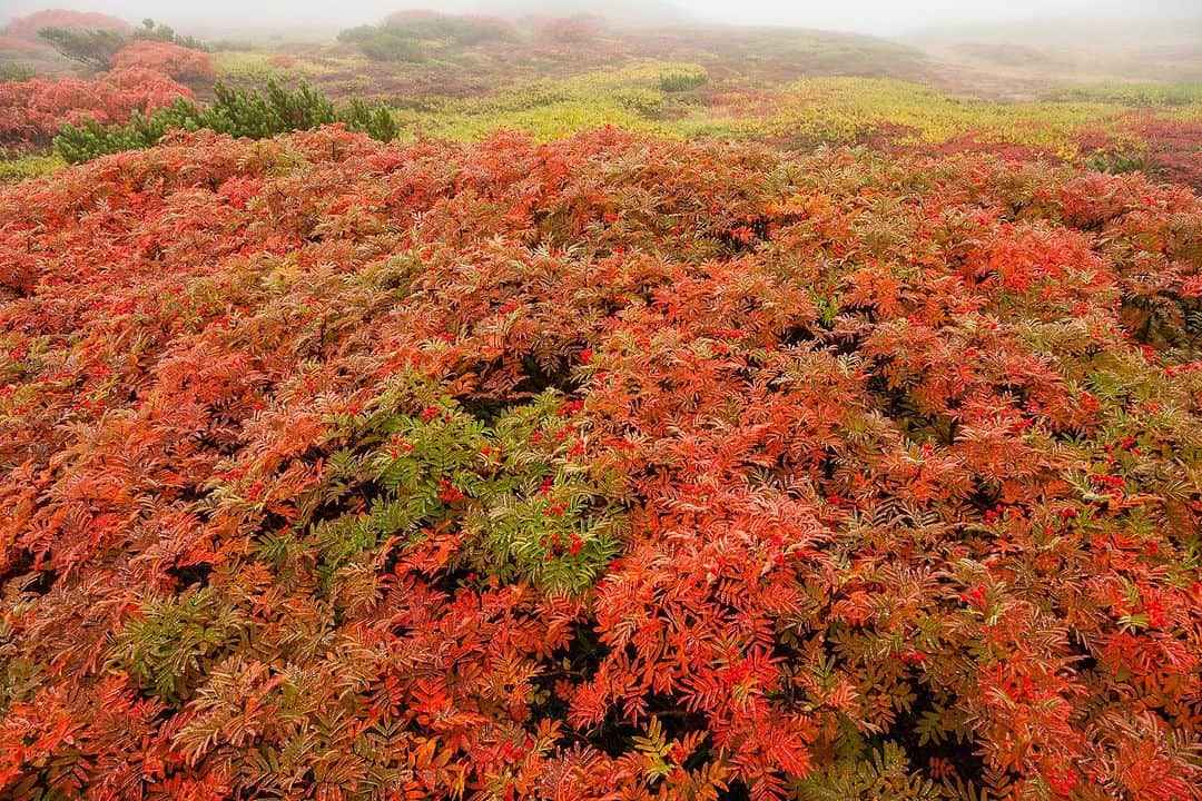 Michael Yamashitaさんのインスタグラム写真 - (Michael YamashitaInstagram)「Above the tree line on Asahidake Volcano, Hokkaido's highest mountain, Daisetsuzan National Park. Autumn arrives 2 weeks late this year necessitating a move to higher elevations in search for fall color. #asahidake #daisetsuzan #daisetsuzannationalpark  #fallcolors」10月5日 20時45分 - yamashitaphoto