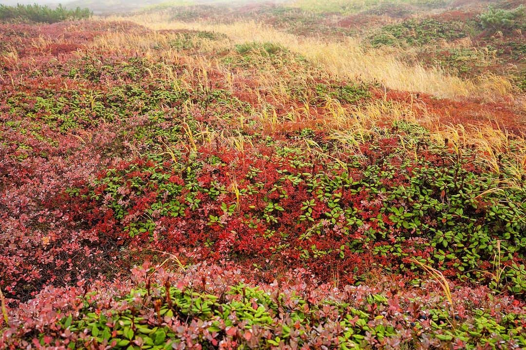 Michael Yamashitaさんのインスタグラム写真 - (Michael YamashitaInstagram)「Above the tree line on Asahidake Volcano, Hokkaido's highest mountain, Daisetsuzan National Park. Autumn arrives 2 weeks late this year necessitating a move to higher elevations in search for fall color. #asahidake #daisetsuzan #daisetsuzannationalpark  #fallcolors」10月5日 20時45分 - yamashitaphoto