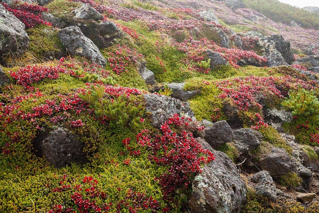 Michael Yamashitaさんのインスタグラム写真 - (Michael YamashitaInstagram)「Above the tree line on Asahidake Volcano, Hokkaido's highest mountain, Daisetsuzan National Park. Autumn arrives 2 weeks late this year necessitating a move to higher elevations in search for fall color. #asahidake #daisetsuzan #daisetsuzannationalpark  #fallcolors」10月5日 20時45分 - yamashitaphoto