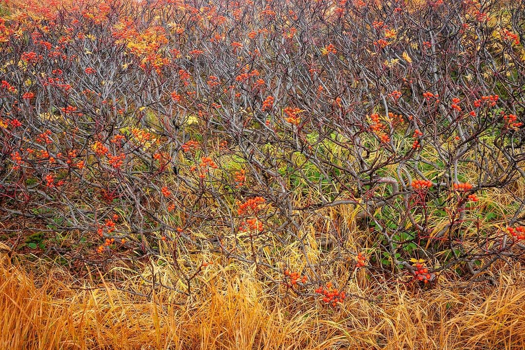 Michael Yamashitaさんのインスタグラム写真 - (Michael YamashitaInstagram)「Above the tree line on Asahidake Volcano, Hokkaido's highest mountain, Daisetsuzan National Park. Autumn arrives 2 weeks late this year necessitating a move to higher elevations in search for fall color. #asahidake #daisetsuzan #daisetsuzannationalpark  #fallcolors」10月5日 20時45分 - yamashitaphoto