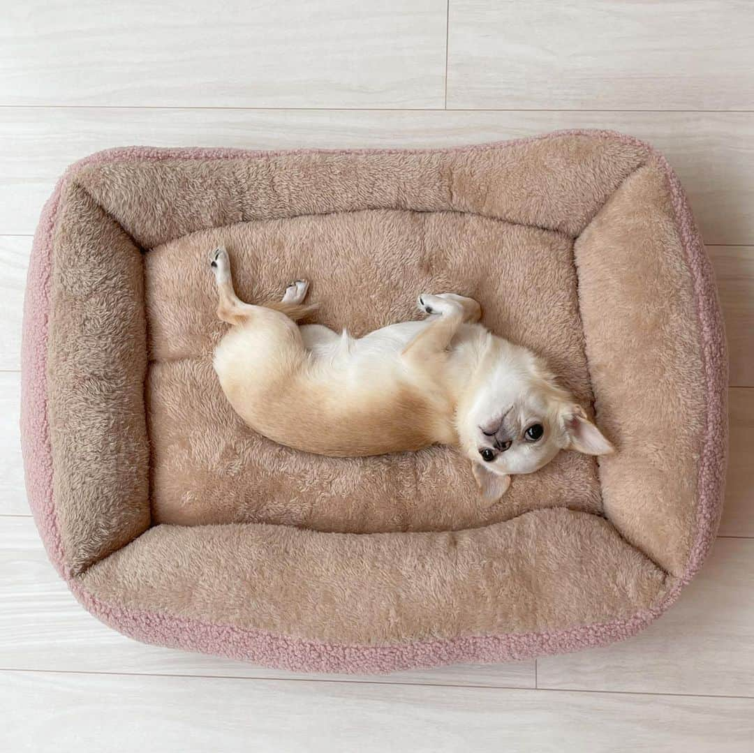 iDog&iCatさんのインスタグラム写真 - (iDog&iCatInstagram)「Relaxing in a warm winter bed ✨🐶💕  IDOGICATさんの秋冬新作ベッドで リラックス🐶💗💤  クリムはふわふわぬくぬく素材が大好き💕  すぐにゆったり身体を伸ばして幸せそうにしていました🐶✨  中綿がたっぷり詰まった縁にあご乗せもできます✨  サイズ感も広々快適✨  🏷️ IDOG&ICAT スクエアベッドMサイズ（プードルボアピンク）  @idogicat  #idogicat#idog公式アンバサダー#chihuahua#chihuahuas#chihuahualove#chihuahualife#chihuahuastagram#chihuahuasofinstagram#chihuahualover#chihuahuaworld#chihuahuafanatics#pet#instagram#weeklyfluff#dog#dogs#dogstagram#dogsofinstagram#cutepetclub#funnydogs#chihuahuadog#チワワ#チワワ部#ちわすたぐらむ#スムチー#スムースチワワ#치와와#吉娃娃#愛犬」10月5日 21時15分 - idogicat