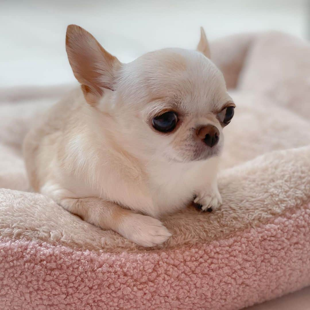 iDog&iCatさんのインスタグラム写真 - (iDog&iCatInstagram)「Relaxing in a warm winter bed ✨🐶💕  IDOGICATさんの秋冬新作ベッドで リラックス🐶💗💤  クリムはふわふわぬくぬく素材が大好き💕  すぐにゆったり身体を伸ばして幸せそうにしていました🐶✨  中綿がたっぷり詰まった縁にあご乗せもできます✨  サイズ感も広々快適✨  🏷️ IDOG&ICAT スクエアベッドMサイズ（プードルボアピンク）  @idogicat  #idogicat#idog公式アンバサダー#chihuahua#chihuahuas#chihuahualove#chihuahualife#chihuahuastagram#chihuahuasofinstagram#chihuahualover#chihuahuaworld#chihuahuafanatics#pet#instagram#weeklyfluff#dog#dogs#dogstagram#dogsofinstagram#cutepetclub#funnydogs#chihuahuadog#チワワ#チワワ部#ちわすたぐらむ#スムチー#スムースチワワ#치와와#吉娃娃#愛犬」10月5日 21時15分 - idogicat