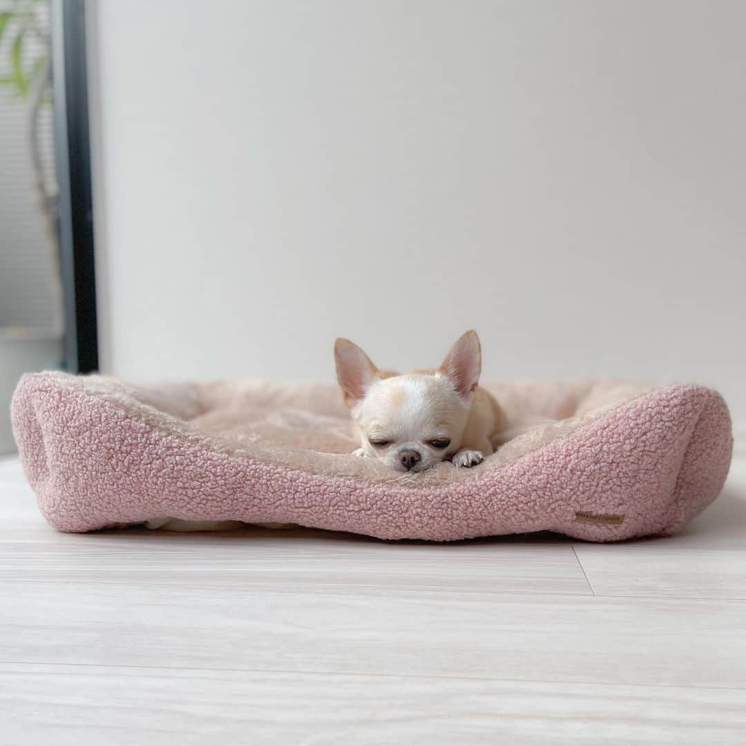 iDog&iCatさんのインスタグラム写真 - (iDog&iCatInstagram)「Relaxing in a warm winter bed ✨🐶💕  IDOGICATさんの秋冬新作ベッドで リラックス🐶💗💤  クリムはふわふわぬくぬく素材が大好き💕  すぐにゆったり身体を伸ばして幸せそうにしていました🐶✨  中綿がたっぷり詰まった縁にあご乗せもできます✨  サイズ感も広々快適✨  🏷️ IDOG&ICAT スクエアベッドMサイズ（プードルボアピンク）  @idogicat  #idogicat#idog公式アンバサダー#chihuahua#chihuahuas#chihuahualove#chihuahualife#chihuahuastagram#chihuahuasofinstagram#chihuahualover#chihuahuaworld#chihuahuafanatics#pet#instagram#weeklyfluff#dog#dogs#dogstagram#dogsofinstagram#cutepetclub#funnydogs#chihuahuadog#チワワ#チワワ部#ちわすたぐらむ#スムチー#スムースチワワ#치와와#吉娃娃#愛犬」10月5日 21時15分 - idogicat