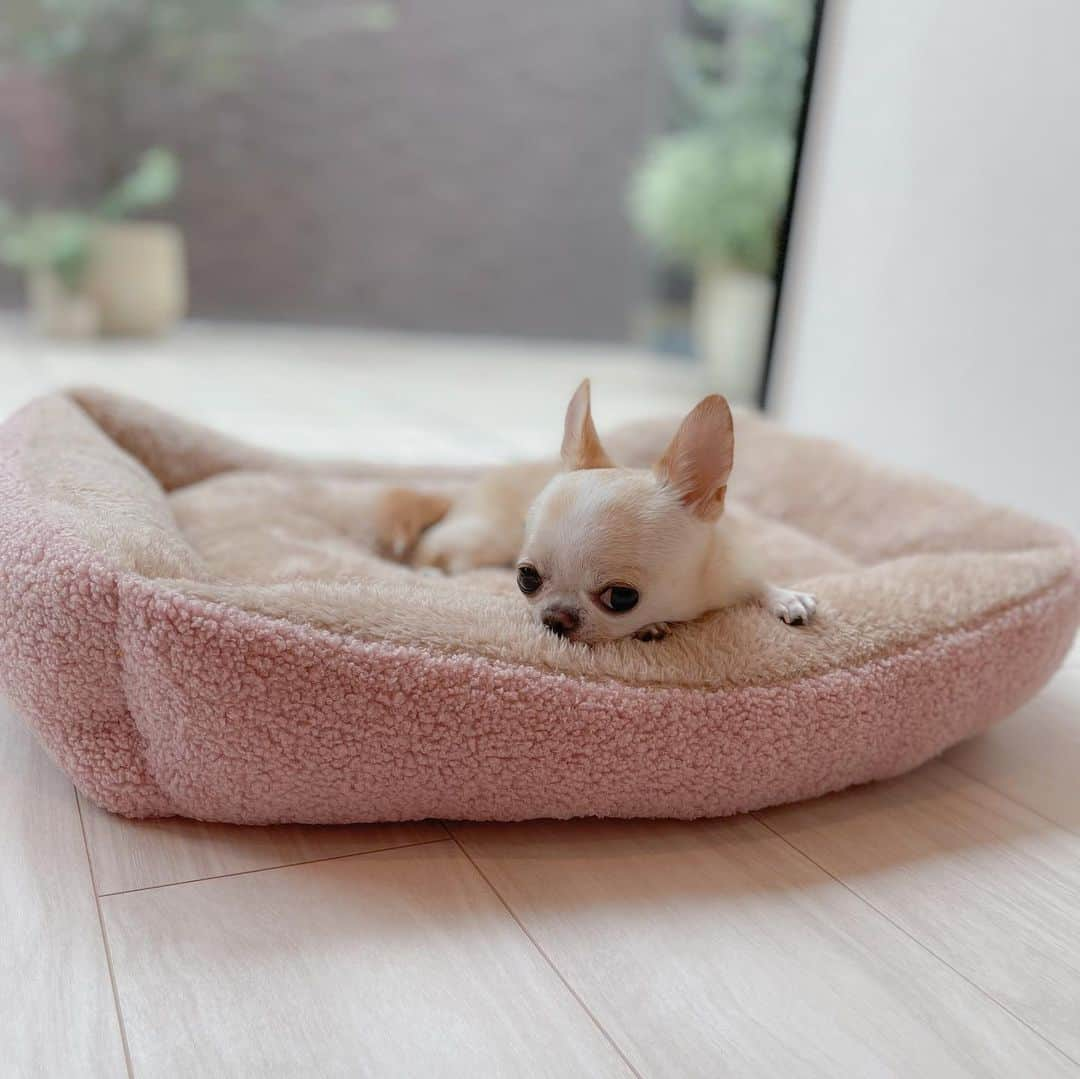 iDog&iCatさんのインスタグラム写真 - (iDog&iCatInstagram)「Relaxing in a warm winter bed ✨🐶💕  IDOGICATさんの秋冬新作ベッドで リラックス🐶💗💤  クリムはふわふわぬくぬく素材が大好き💕  すぐにゆったり身体を伸ばして幸せそうにしていました🐶✨  中綿がたっぷり詰まった縁にあご乗せもできます✨  サイズ感も広々快適✨  🏷️ IDOG&ICAT スクエアベッドMサイズ（プードルボアピンク）  @idogicat  #idogicat#idog公式アンバサダー#chihuahua#chihuahuas#chihuahualove#chihuahualife#chihuahuastagram#chihuahuasofinstagram#chihuahualover#chihuahuaworld#chihuahuafanatics#pet#instagram#weeklyfluff#dog#dogs#dogstagram#dogsofinstagram#cutepetclub#funnydogs#chihuahuadog#チワワ#チワワ部#ちわすたぐらむ#スムチー#スムースチワワ#치와와#吉娃娃#愛犬」10月5日 21時15分 - idogicat