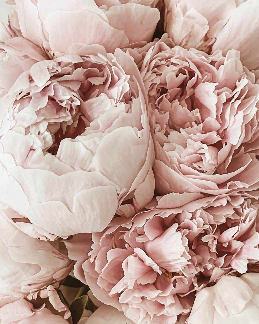 Yukicoさんのインスタグラム写真 - (YukicoInstagram)「🍃🌸🍃🌸🍃  ————————————————————— 見てくださる方にプラスになる投稿をしていきます 是非いいね♡フォロー♡ よろしくお願いいたします𓅟 私の写真の編集については フォトレッスンでレクチャーをしています —————————————————————  #flowers#flowerpower#flowerphotography#flowerporn#flowerslovers#flowerstagram#bouquet#bouquets#btsarmy#jiminpen#btsjimin #ジミンペン」10月5日 21時22分 - yukicolifecom